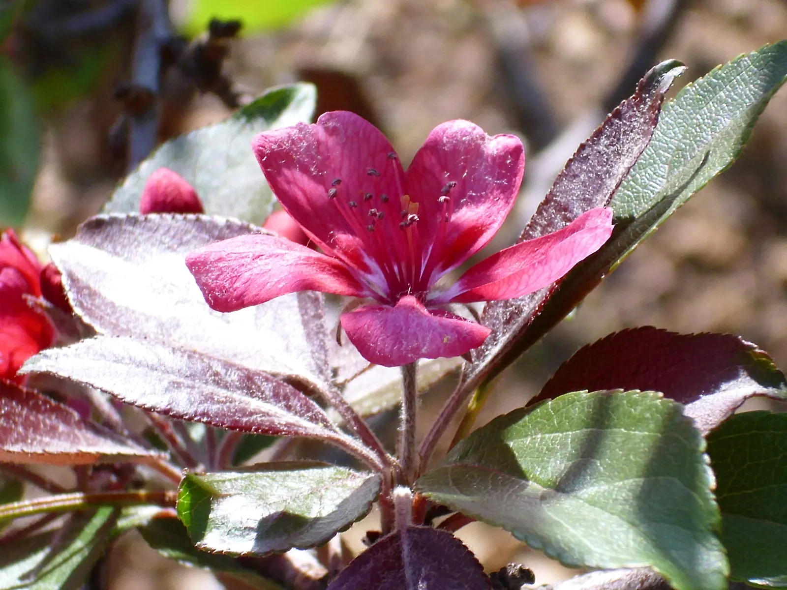 Japanese Flowering Crabapple (Malus Floribunda) — typically around 0.25 to 0.5 inches in size; rounded canopy that complements diverse landscape designs