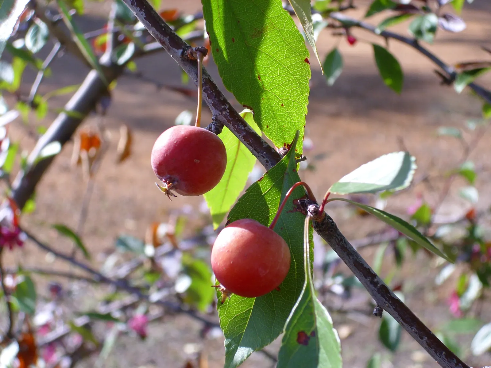 Japanese Flowering Crabapple (Malus Floribunda) — reaching a height of 15-20 feet and a spread of 15-25 feet; showcasing delicate hues of pink and, image 46