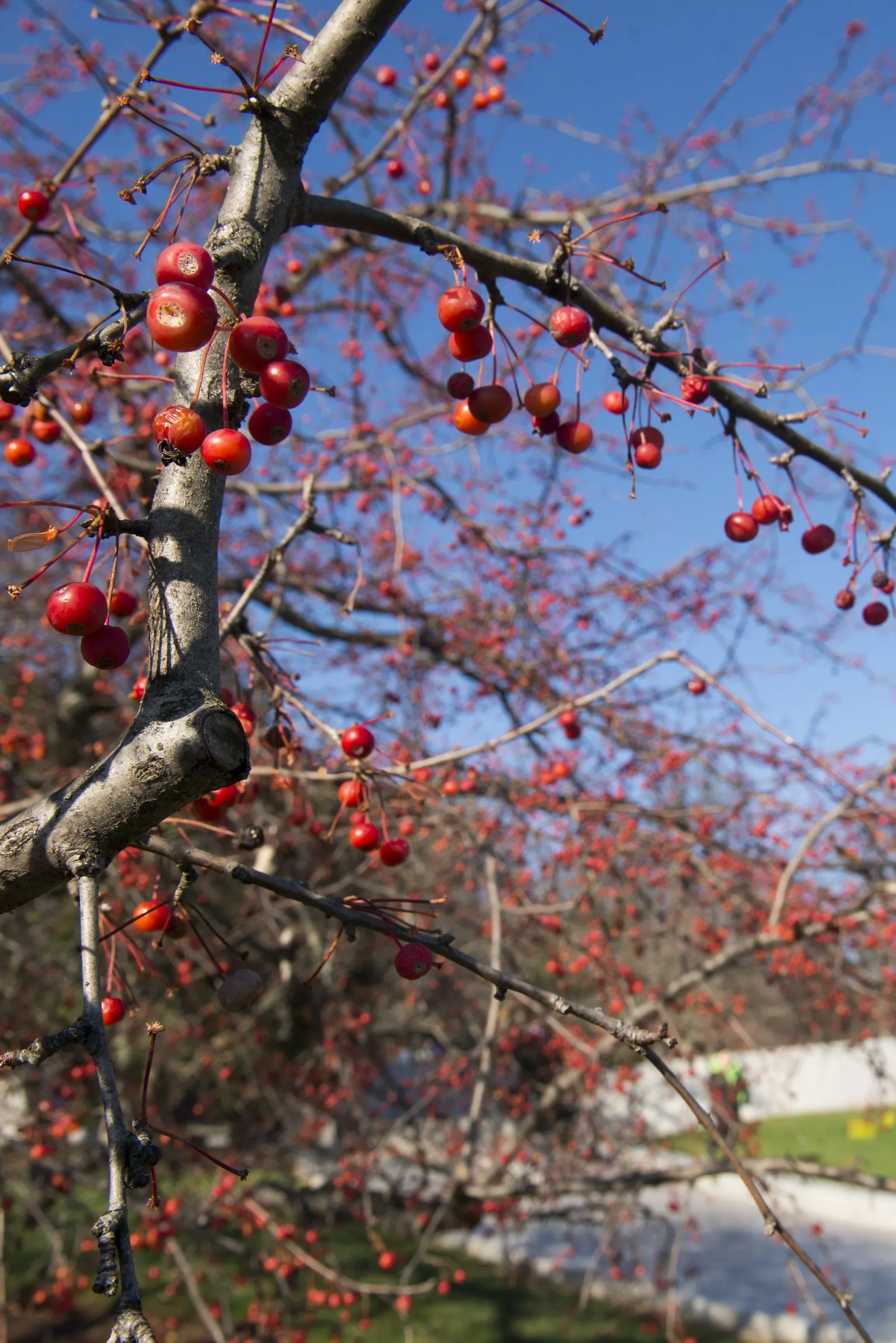 Japanese Flowering Crabapple (Malus Floribunda) — tree with multi-colored and pink blooms; about 1.5 inches in diameter