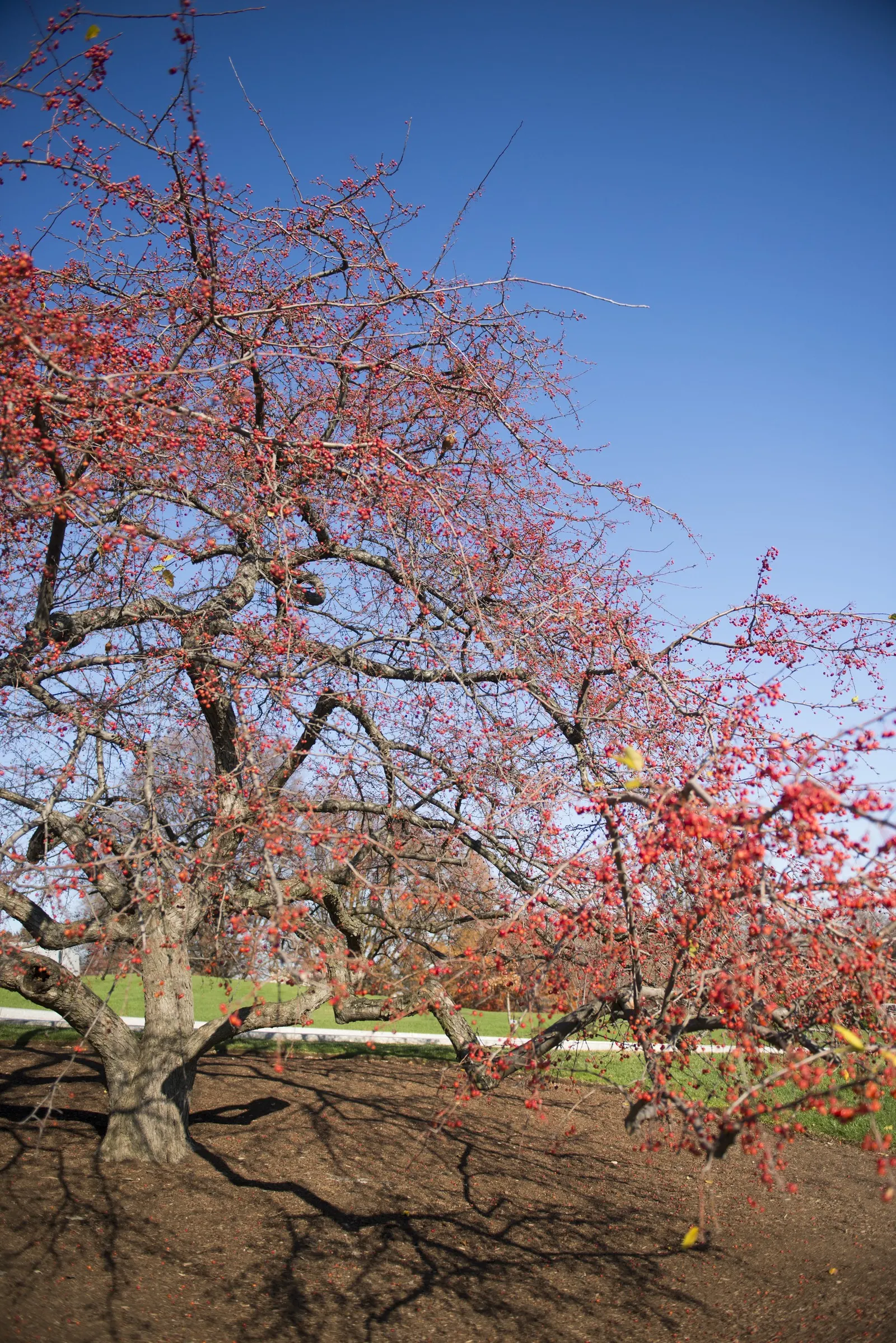 Japanese Flowering Crabapple (Malus Floribunda) — Reaching a mature height of approximately 15 to 20 feet with a similar spread; it requires, image 50