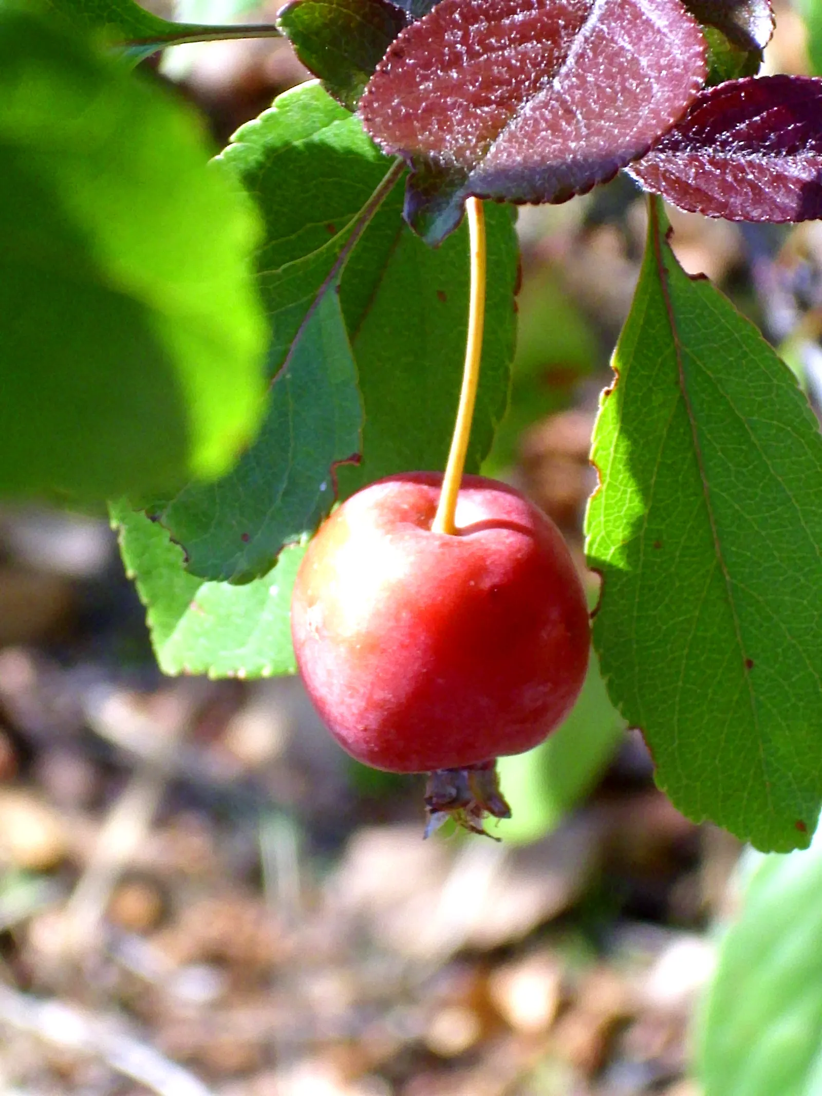 Japanese Flowering Crabapple (Malus Floribunda) — Its compact size also makes it suitable for smaller gardens and urban settings; attract pollinators and are