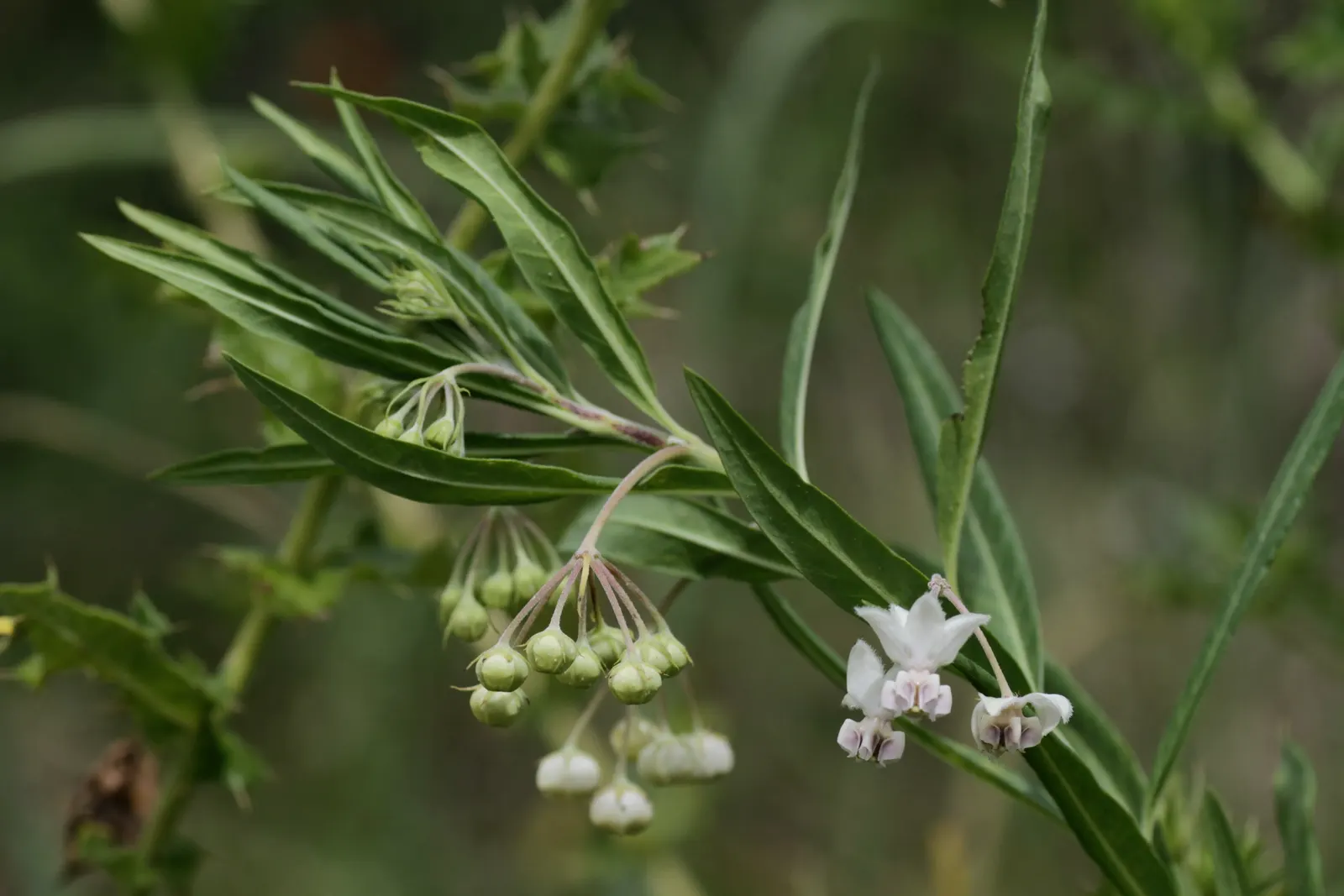 Balloon Milkweed (Gomphocarpus Physocarpus) — Known for its globular, spiny seed pods, about 3 in across, this plant offers unique texture, image 56