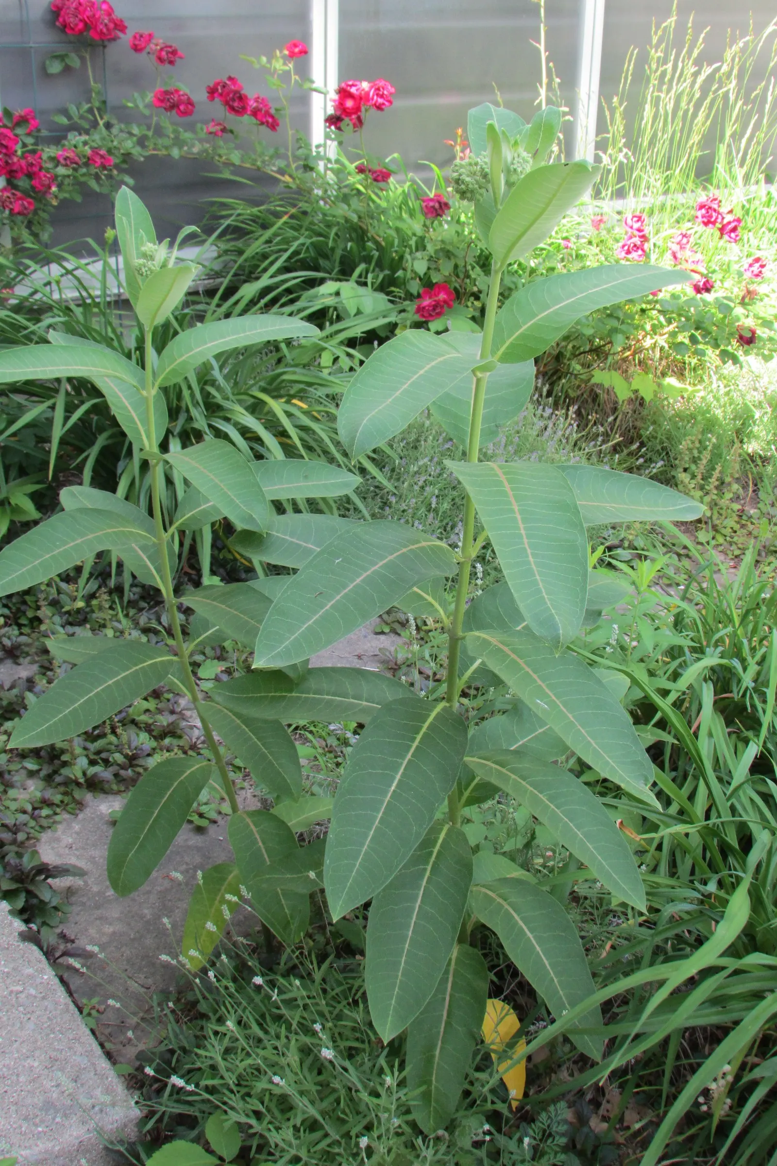 Balloon Milkweed (Gomphocarpus Physocarpus) — making it suitable for xeriscaping.<br><br>Keep in mind; this species is visually striking due to its, image 102