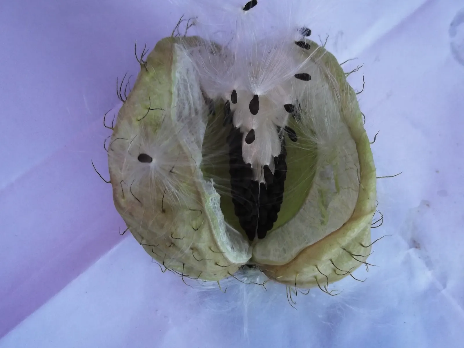 Balloon Milkweed (Gomphocarpus Physocarpus) — making it suitable for xeriscaping.<br><br>Keep in mind; this species is visually striking due to its, image 129