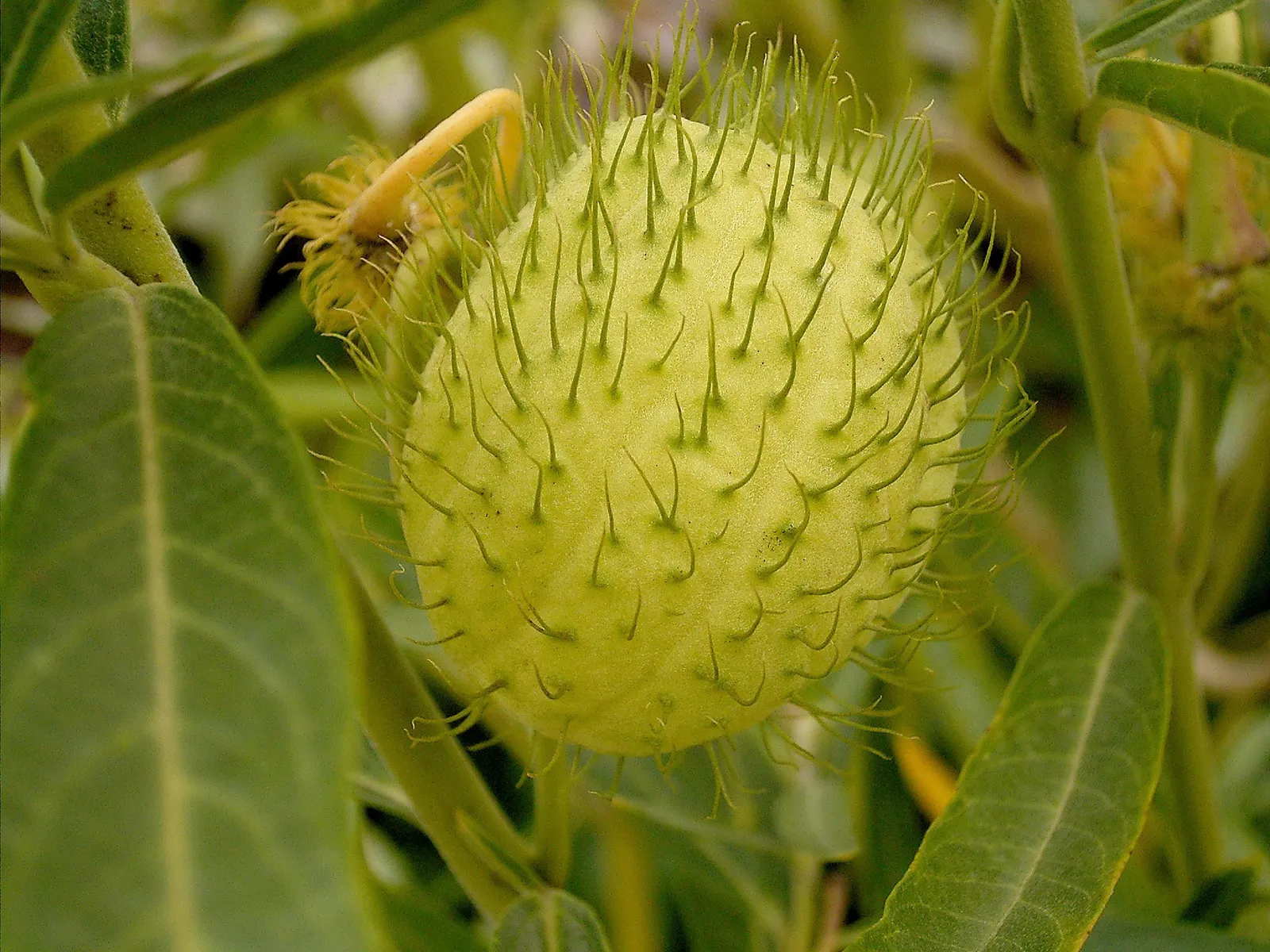Balloon Milkweed (Gomphocarpus Physocarpus) — Balloon Milkweed (Gomphocarpus physocarpus) is a striking perennial, reaching up to 6 ft tall