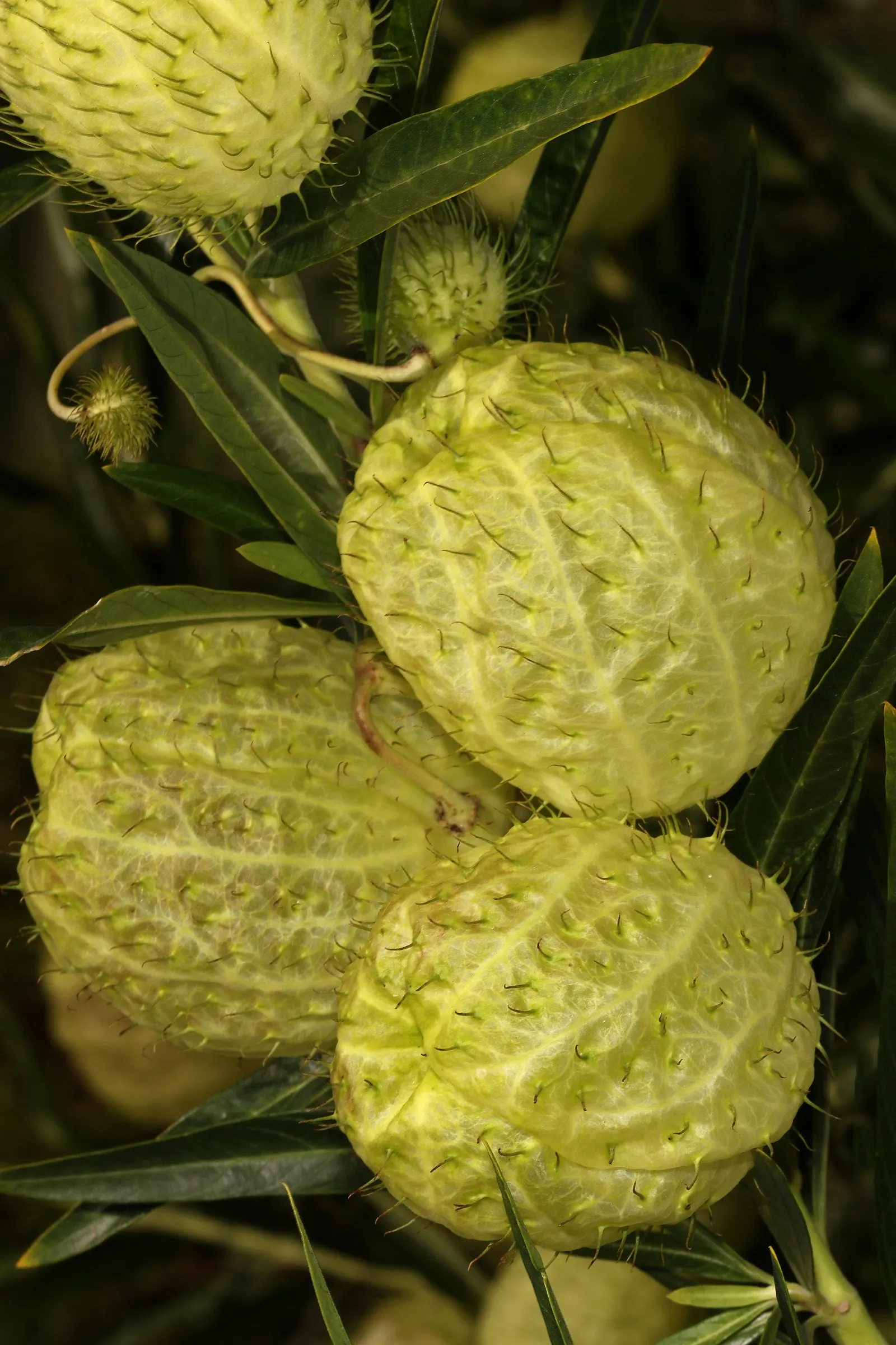 Balloon Milkweed (Gomphocarpus Physocarpus) — star-shaped flowers in white to pale pink
