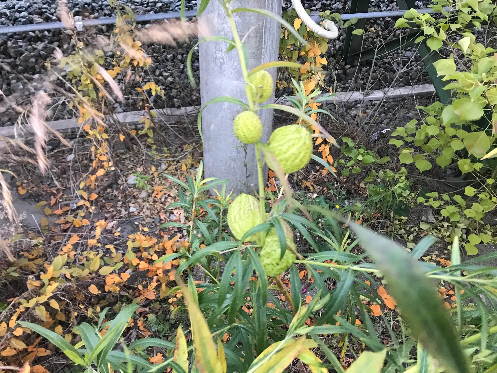 Balloon Milkweed (Gomphocarpus Physocarpus) — which are attractive to various pollinators