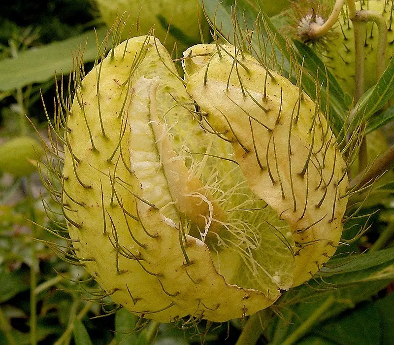 Balloon Milkweed (Gomphocarpus Physocarpus) — spanning up to 5 inches long; making it suitable for xeriscaping.<br><br>Keep in mind, image 150