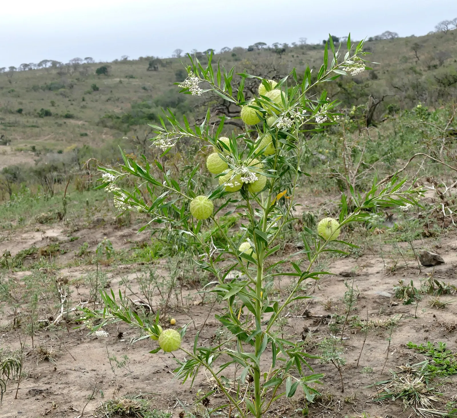 Balloon Milkweed (Gomphocarpus Physocarpus) — This species is visually striking due to its balloon-like seed pods that give it its common name; use, image 63