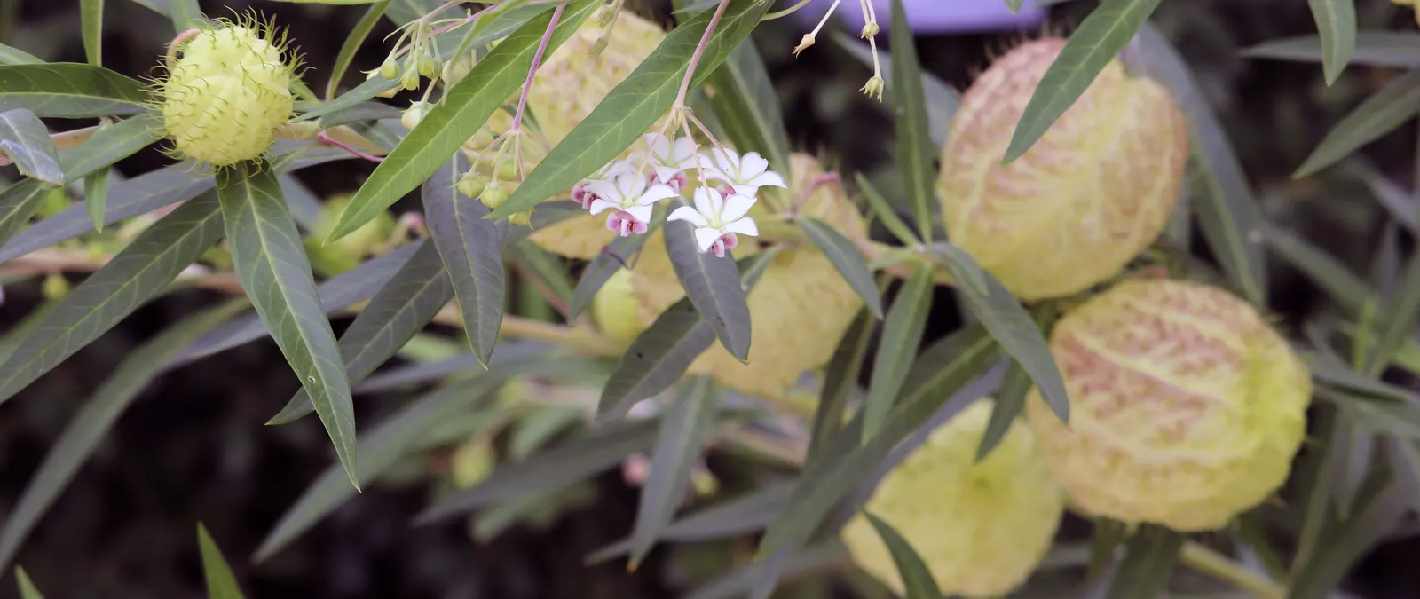 Balloon Milkweed (Gomphocarpus Physocarpus) — Balloon Milkweed can grow to a height of 4 to 6 feet with a similarly wide spread; shrub for full, image 93