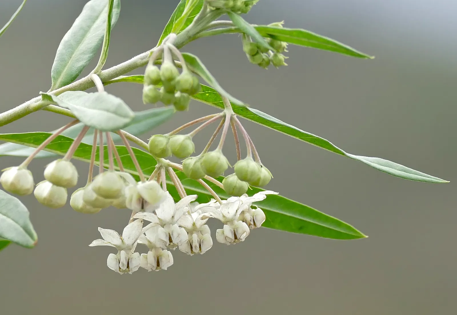 Balloon Milkweed (Gomphocarpus Physocarpus) — which are attractive to various pollinators; spanning up to 5 inches long