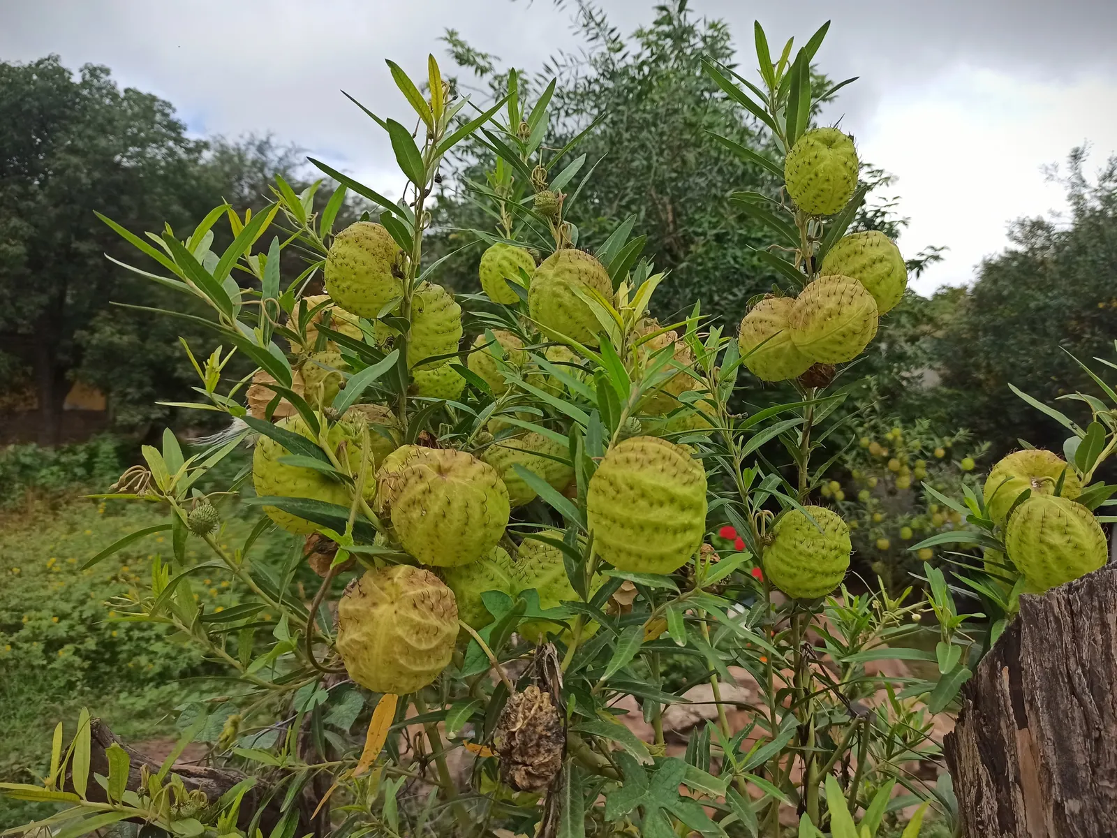 Balloon Milkweed (Gomphocarpus Physocarpus) — it is fairly drought tolerant; known for its globular, spiny seed pods, about 3 in across, this plant offers