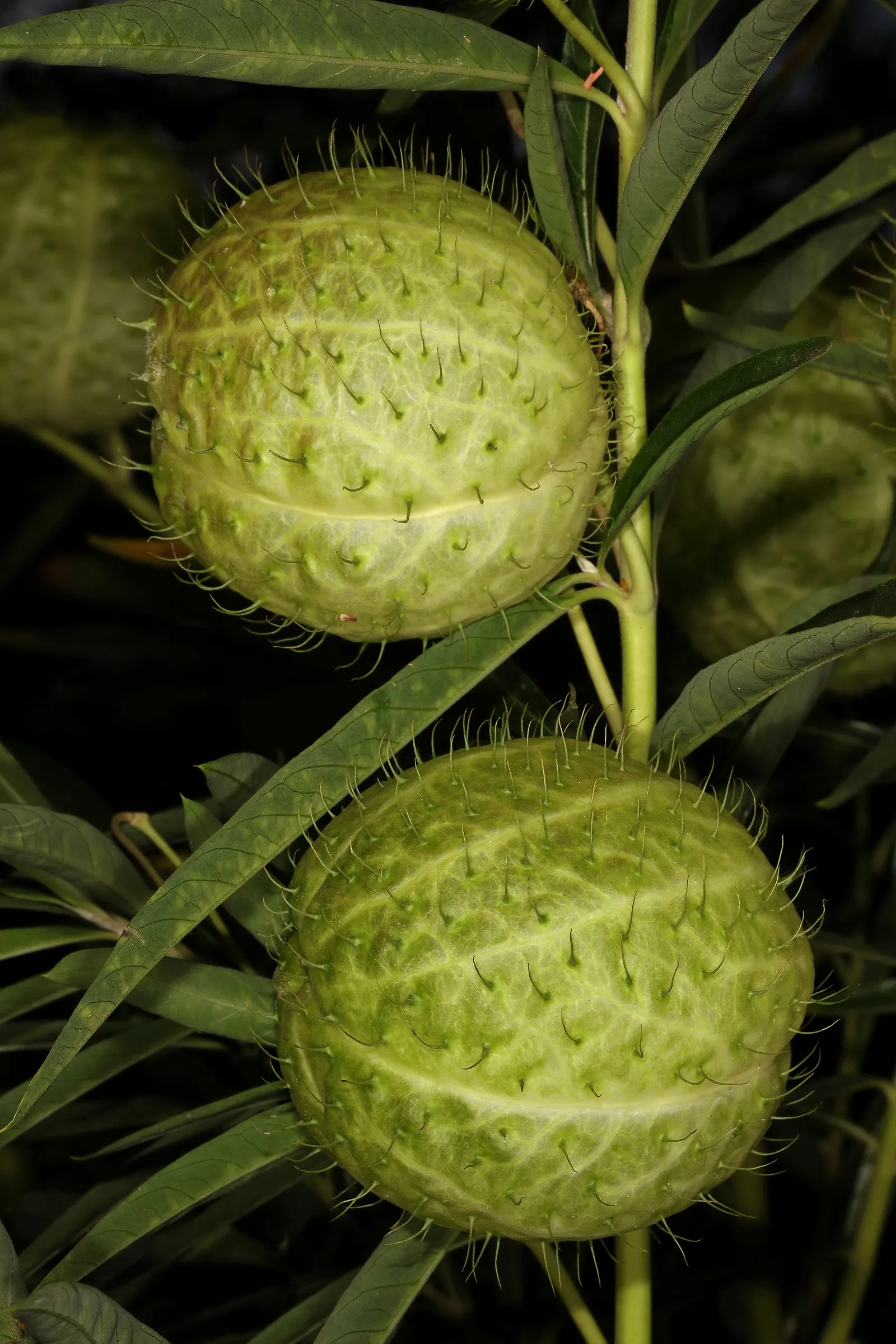 Balloon Milkweed (Gomphocarpus Physocarpus) — Its leaves are narrow and lance-shaped, image 41