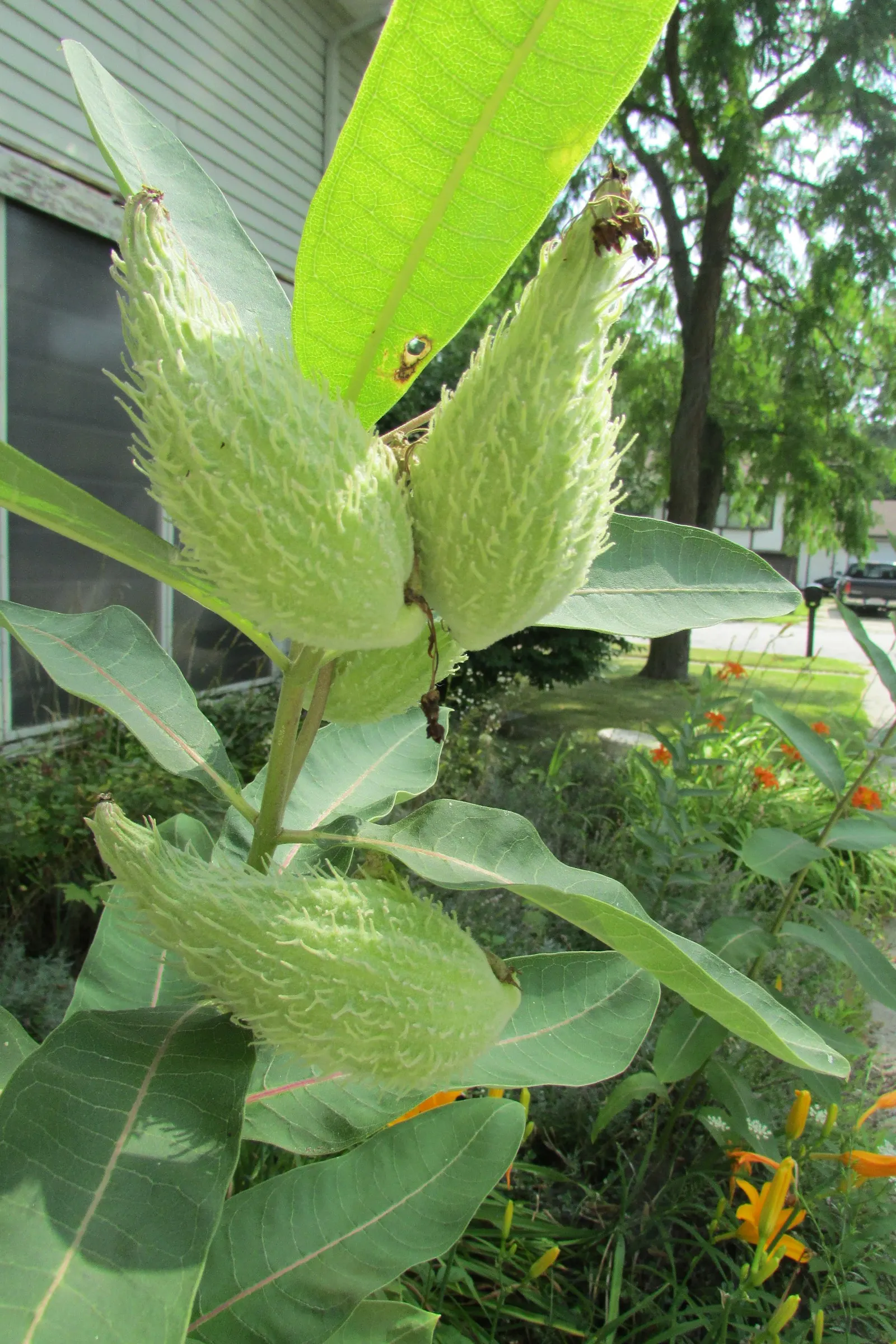 Balloon Milkweed (Gomphocarpus Physocarpus) — Prefers full sun to partial shade and well-drained soil; white flowers in the garden, image 85