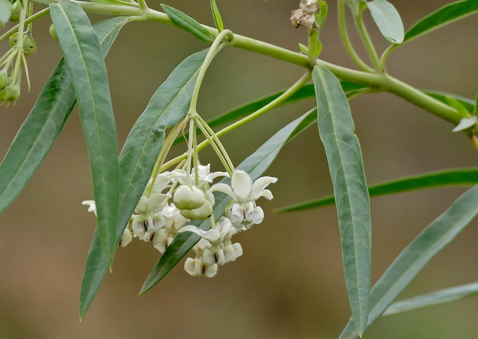 Balloon Milkweed (Gomphocarpus Physocarpus) — it is fairly drought tolerant; known for its globular, spiny seed pods, about 3 in across, this plant, image 101