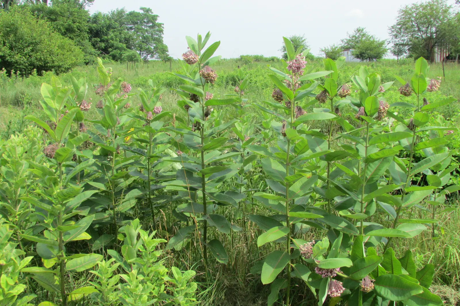 Balloon Milkweed (Gomphocarpus Physocarpus) — Balloon Milkweed (Gomphocarpus physocarpus) is a striking perennial, reaching up to 6 ft tall, image 136