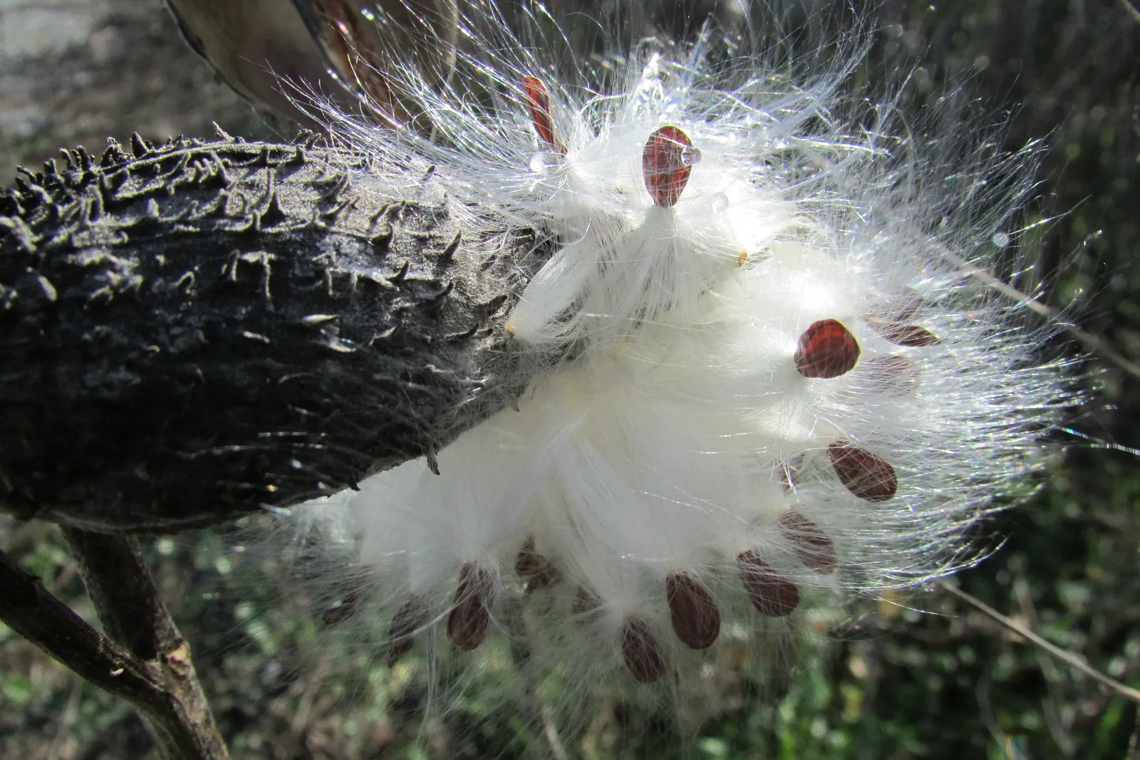 Balloon Milkweed (Gomphocarpus Physocarpus) — it is fairly drought tolerant