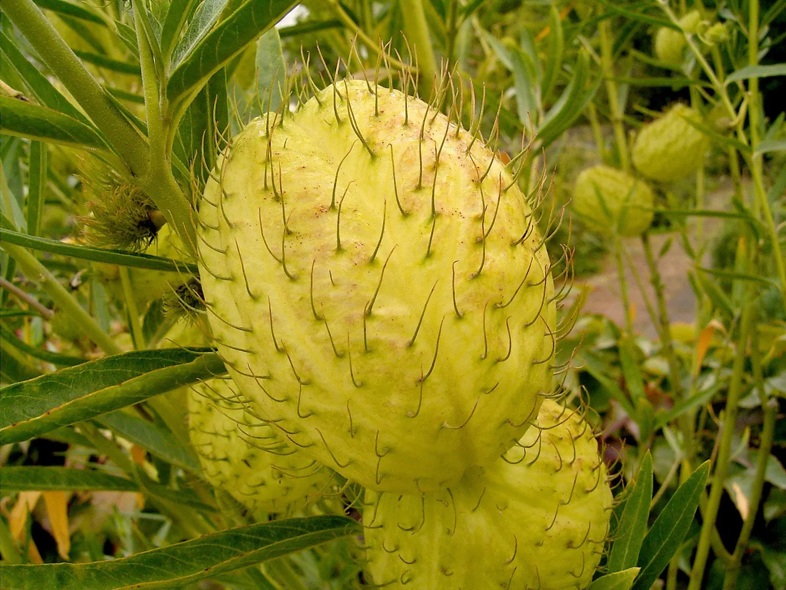 Balloon Milkweed (Gomphocarpus Physocarpus) — It thrives in full sun to partial shade and prefers well-drained soil