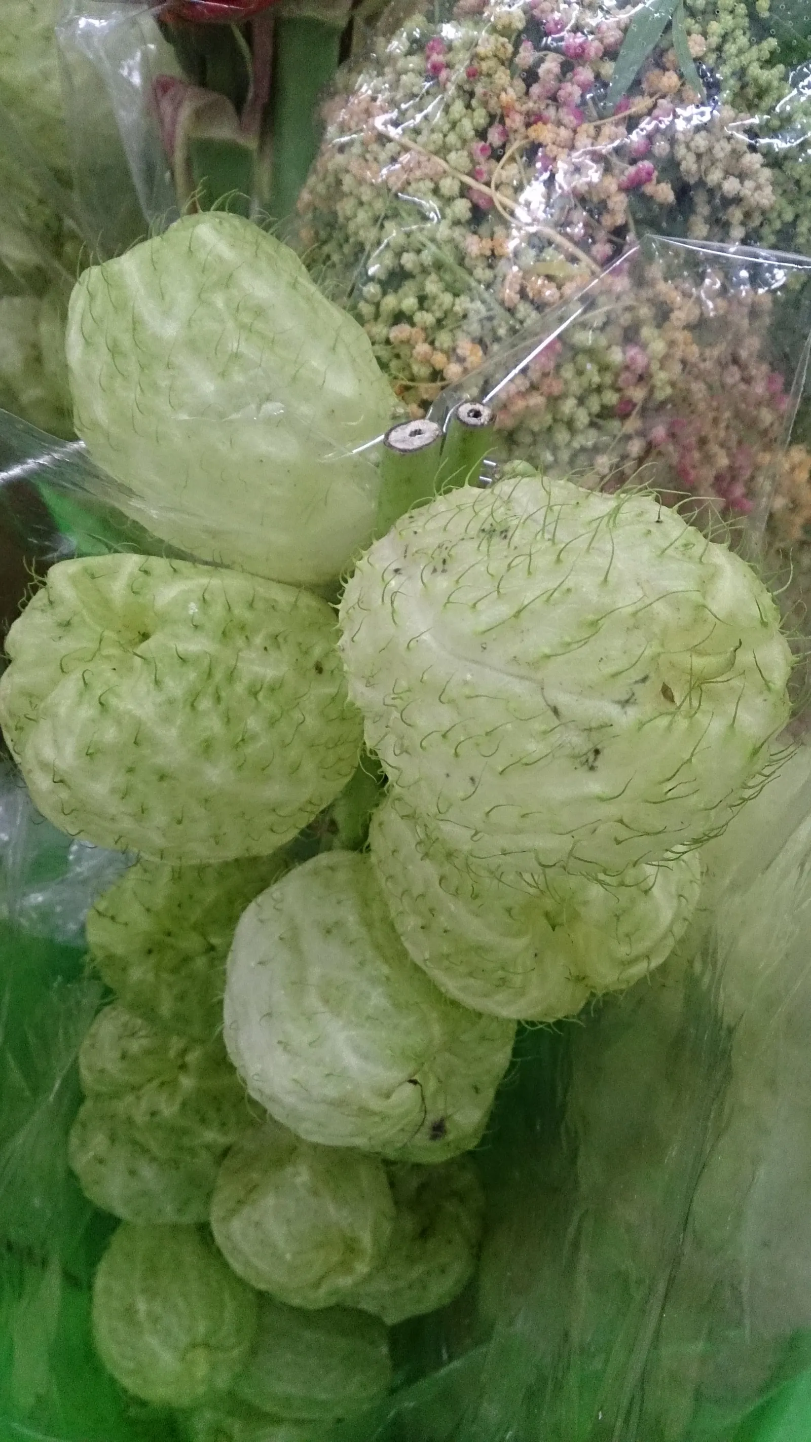 Balloon Milkweed (Gomphocarpus Physocarpus) — white flowers in the garden; the pods are lime green and inflated, image 106