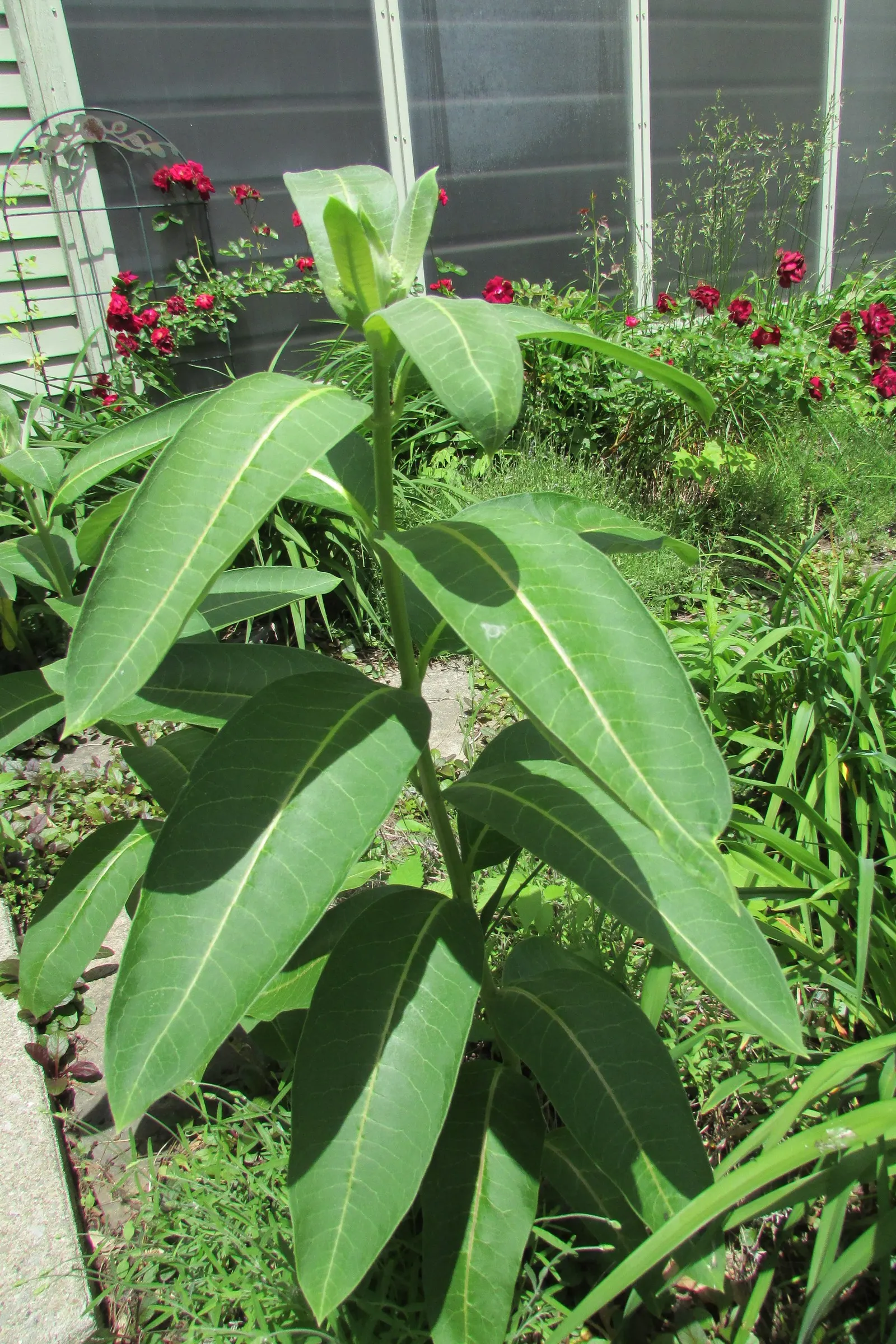 Balloon Milkweed (Gomphocarpus Physocarpus) — shrub with white blooms; star-shaped flowers in white to pale pink, image 107