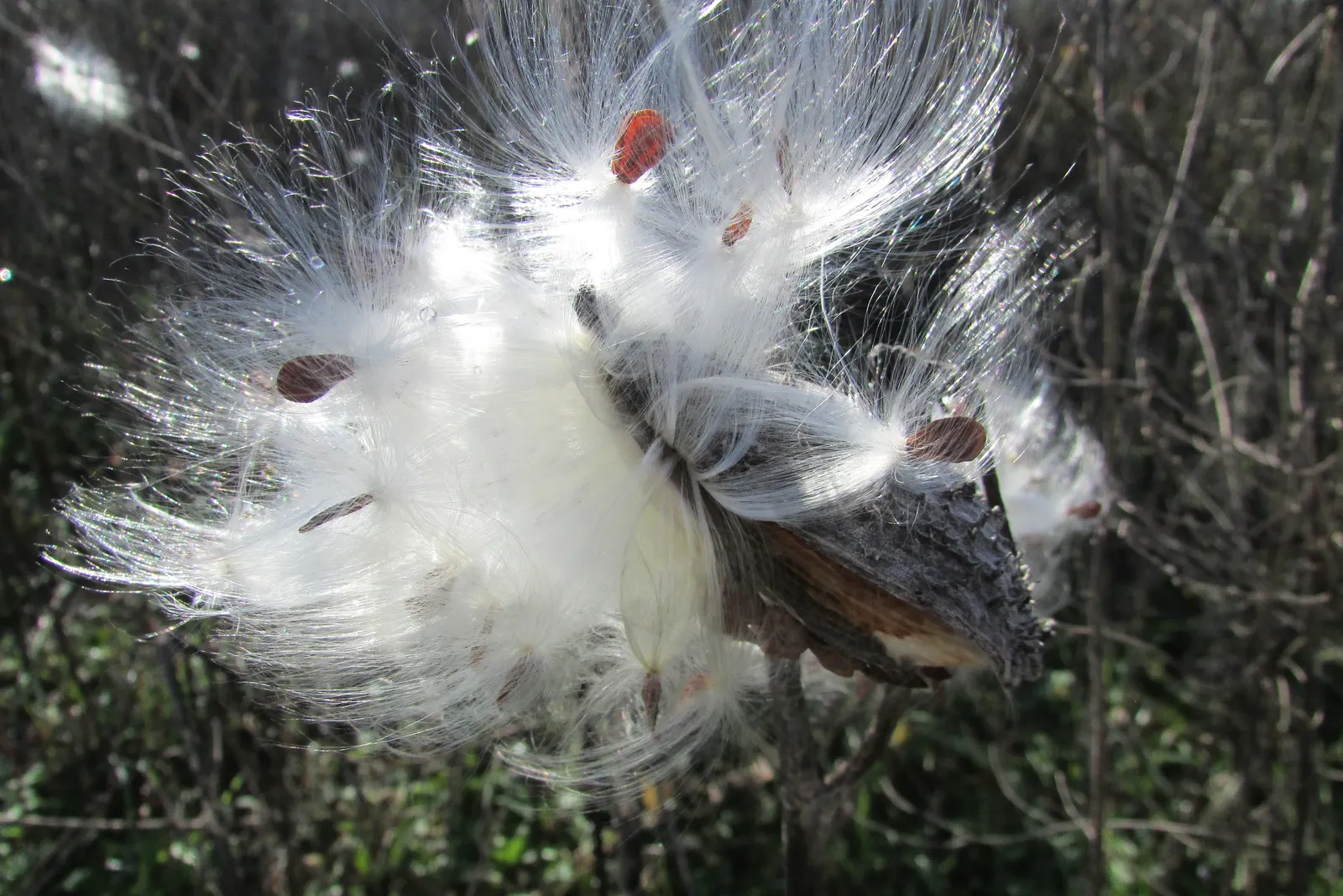 Balloon Milkweed (Gomphocarpus Physocarpus) — white flowers in the garden; the pods are lime green and inflated
