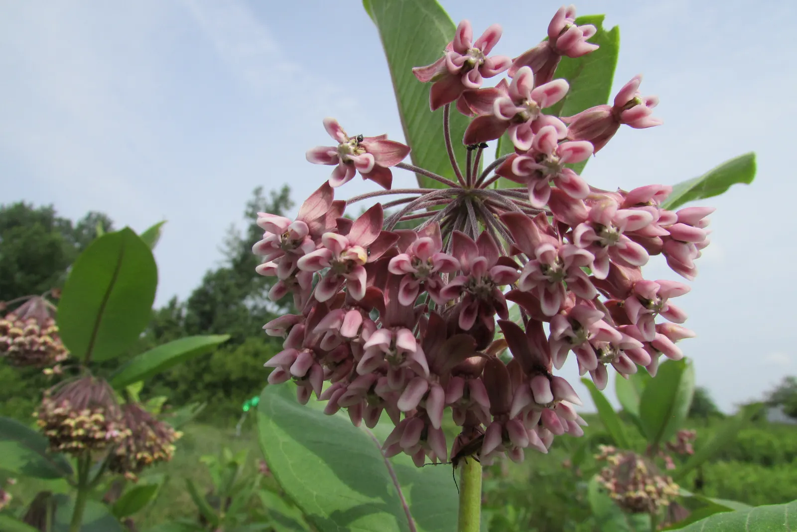 Balloon Milkweed (Gomphocarpus Physocarpus) — Balloon Milkweed can grow to a height of 4 to 6 feet with a similarly wide spread
