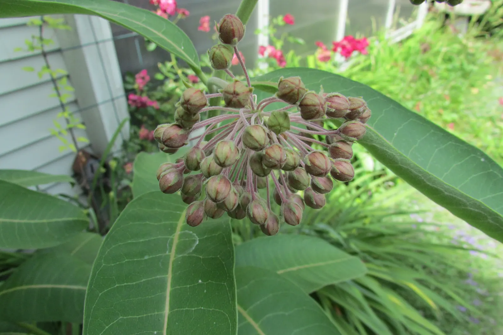 Balloon Milkweed (Gomphocarpus Physocarpus) — the sap contains toxic compounds; hence; and they are arranged in a spiraling pattern along the, image 130