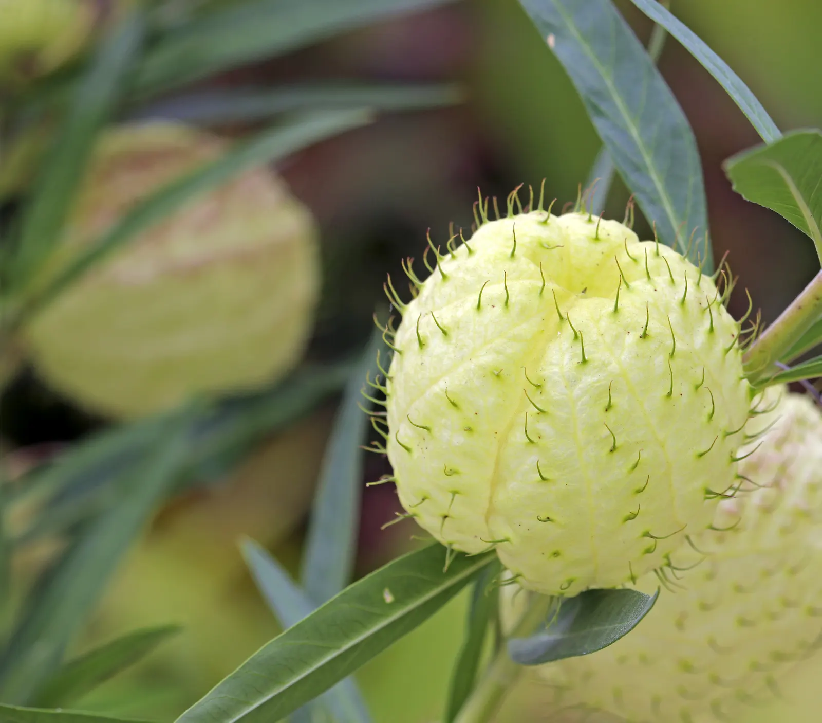 Balloon Milkweed (Gomphocarpus Physocarpus) — It thrives in full sun to partial shade and prefers well-drained soil; the sap contains toxic, image 100