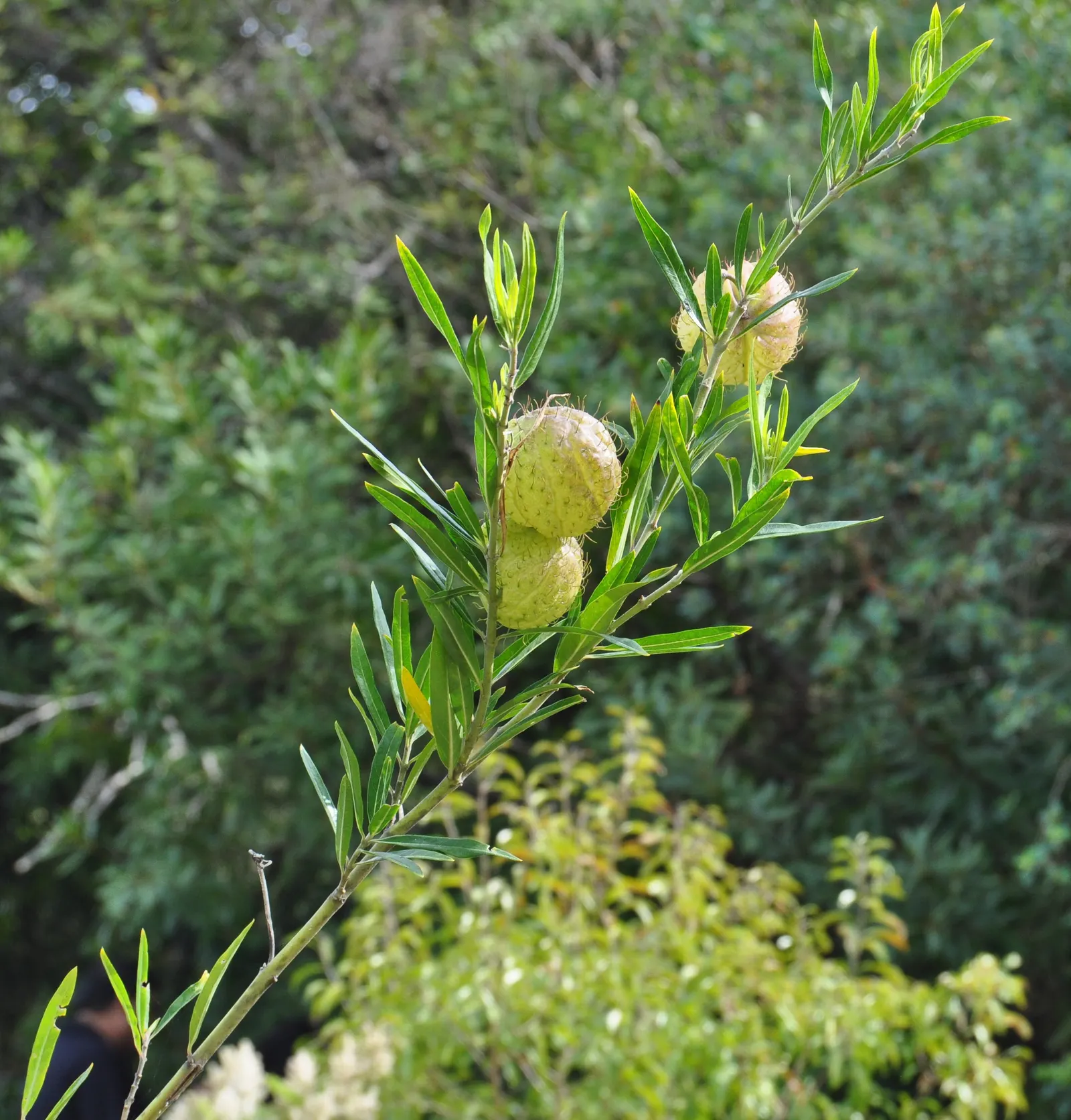 Balloon Milkweed (Gomphocarpus Physocarpus) — shrub for full; hardy in USDA zones 8 through 11, image 135