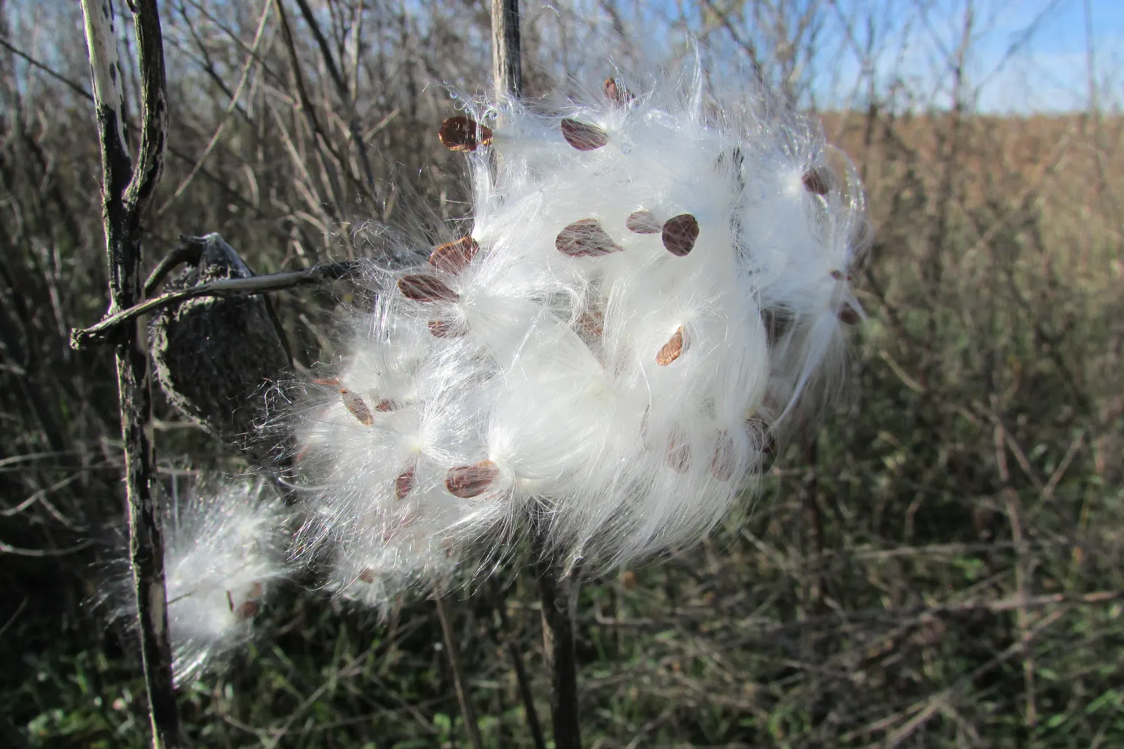 Balloon Milkweed (Gomphocarpus Physocarpus) — Balloon Milkweed can grow to a height of 4 to 6 feet with a similarly wide spread; shrub for full, image 147