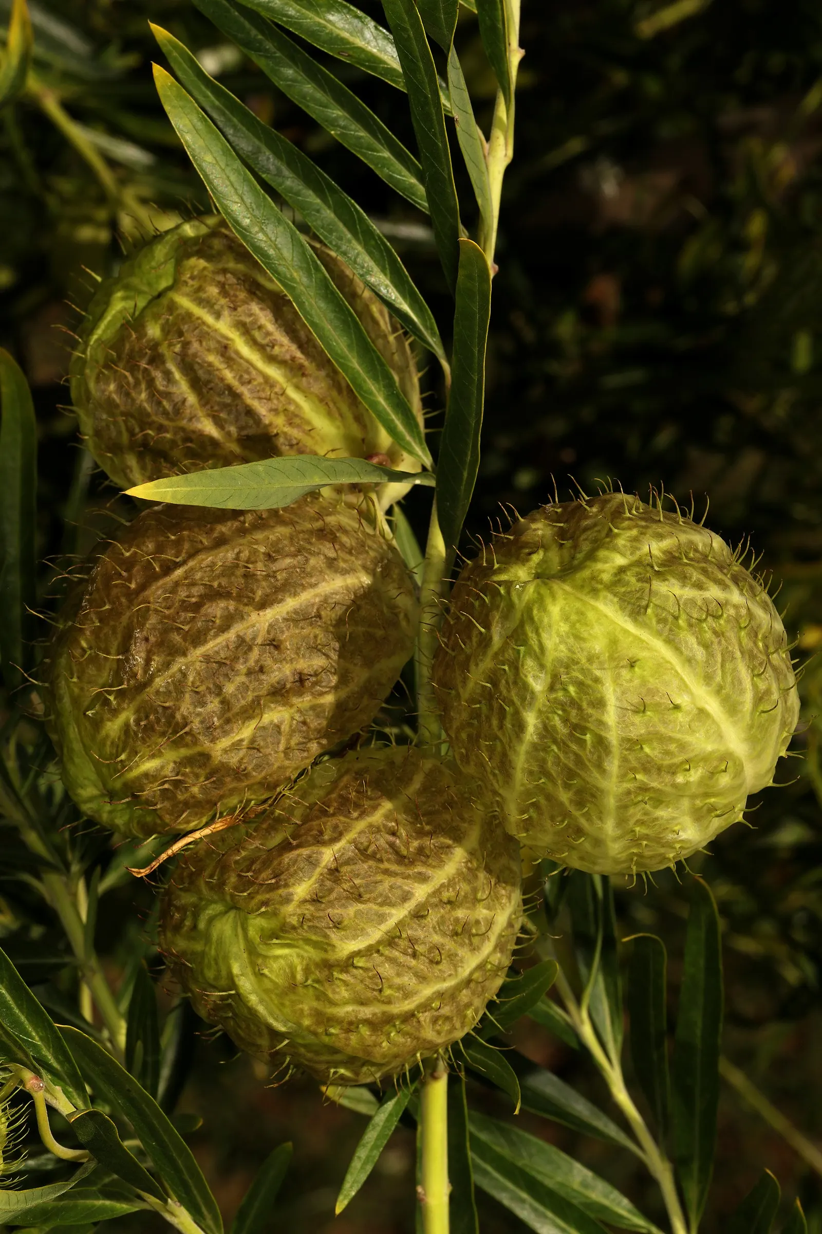 Balloon Milkweed (Gomphocarpus Physocarpus) — reaching sizes of approximately 2 to 3 inches in diameter.<br><br>Originating from Southeast Africa; it is fairly