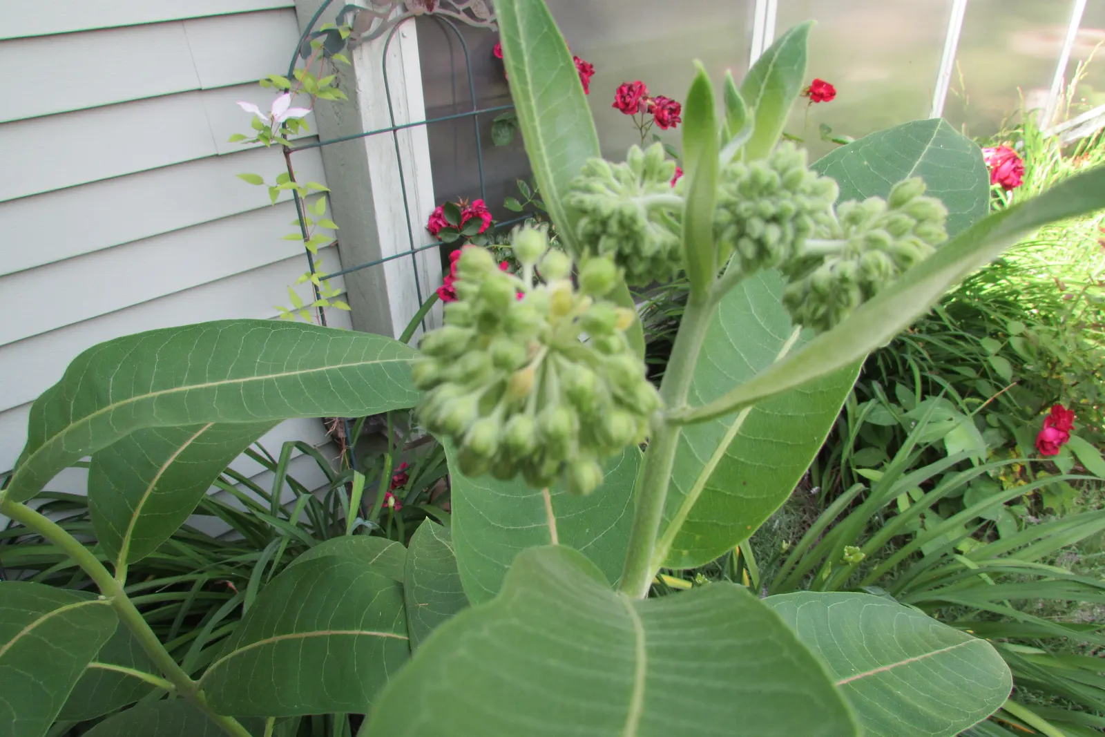 Balloon Milkweed (Gomphocarpus Physocarpus) — star-shaped flowers in white to pale pink; is a distinctive perennial plant well-suited for a vibrant, image 152
