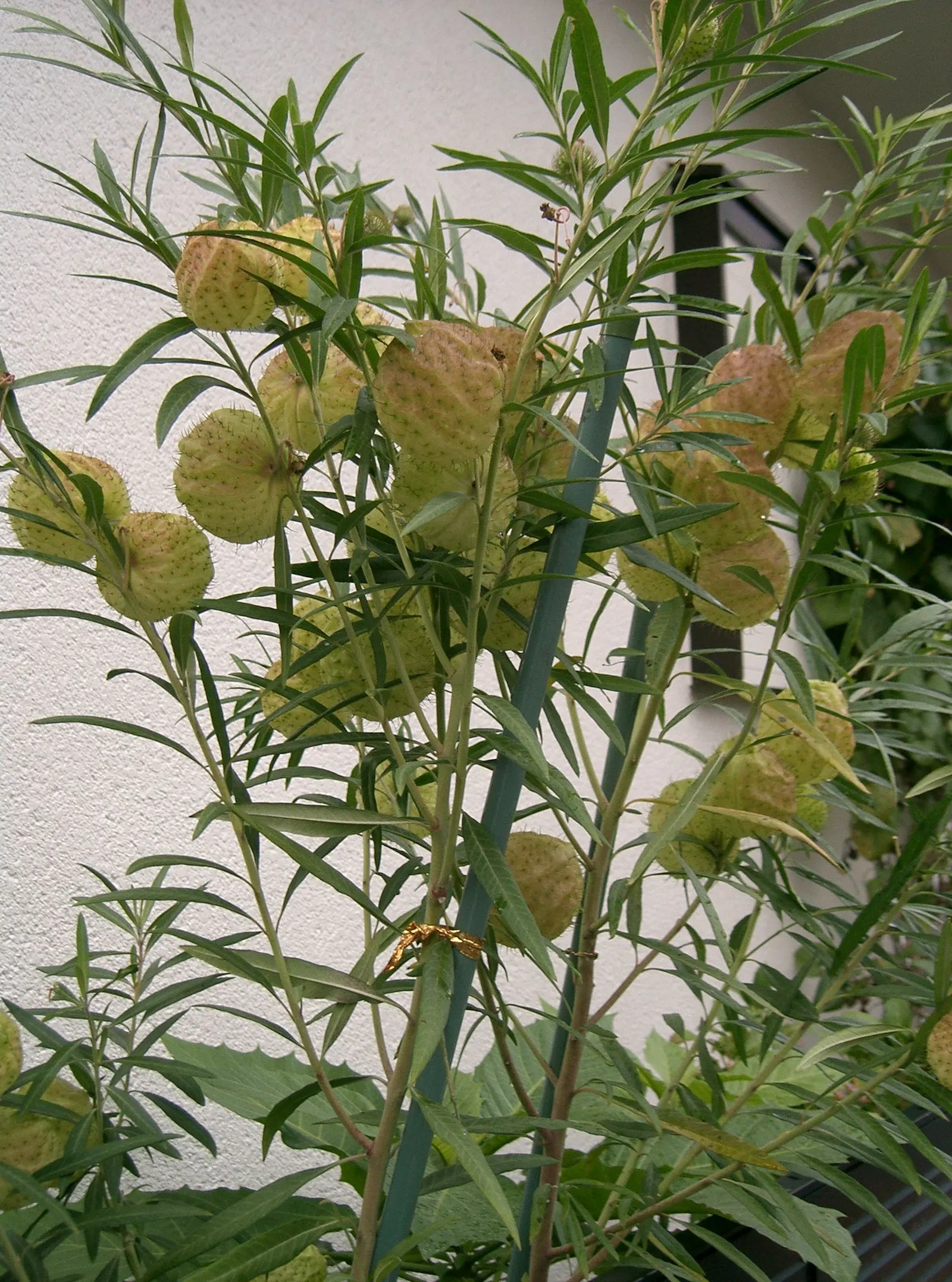 Balloon Milkweed (Gomphocarpus Physocarpus) — and they are arranged in a spiraling pattern along the stems.<br><br>During the summer months, image 97