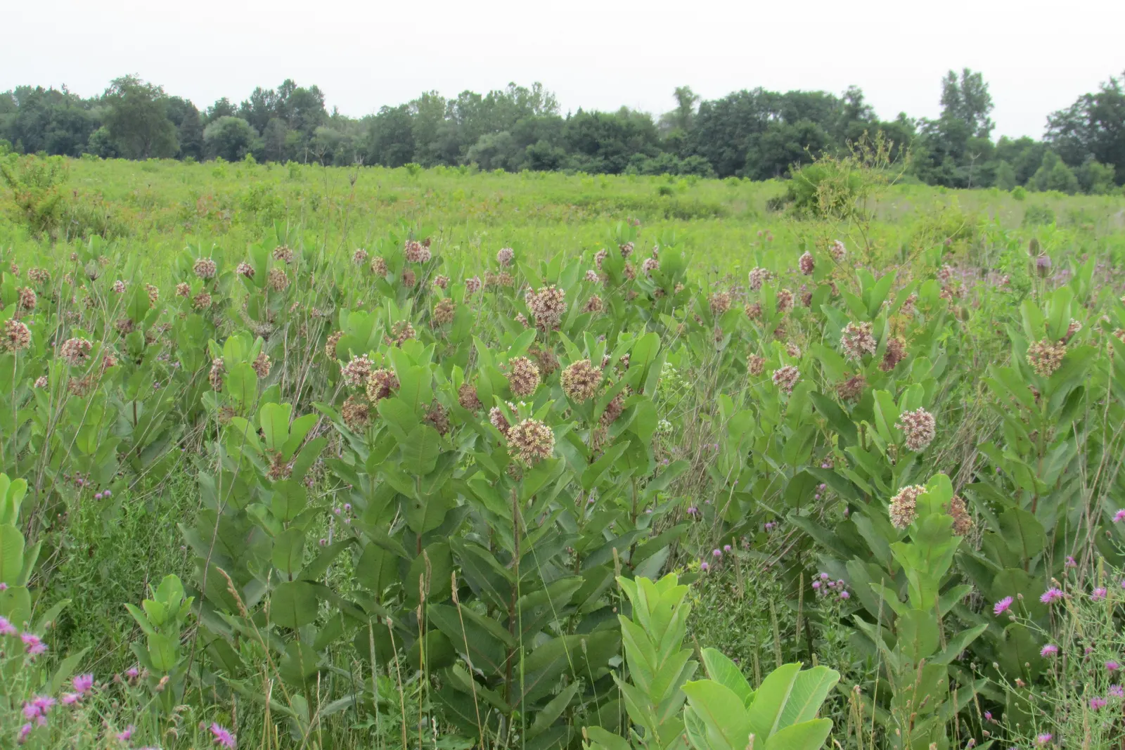 Balloon Milkweed (Gomphocarpus Physocarpus) — spanning up to 5 inches long; making it suitable for xeriscaping.<br><br>Keep in mind