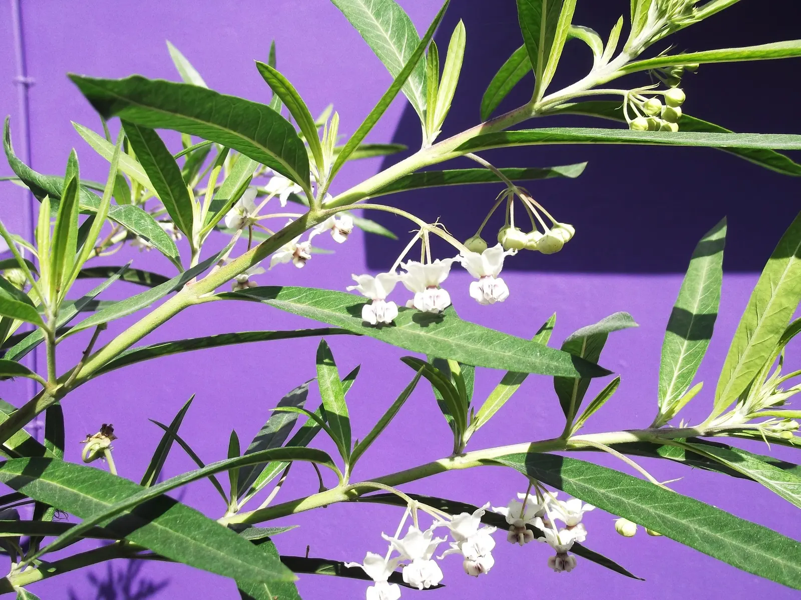 Balloon Milkweed (Gomphocarpus Physocarpus) — star-shaped flowers in white to pale pink; is a distinctive perennial plant well-suited for a vibrant, image 98