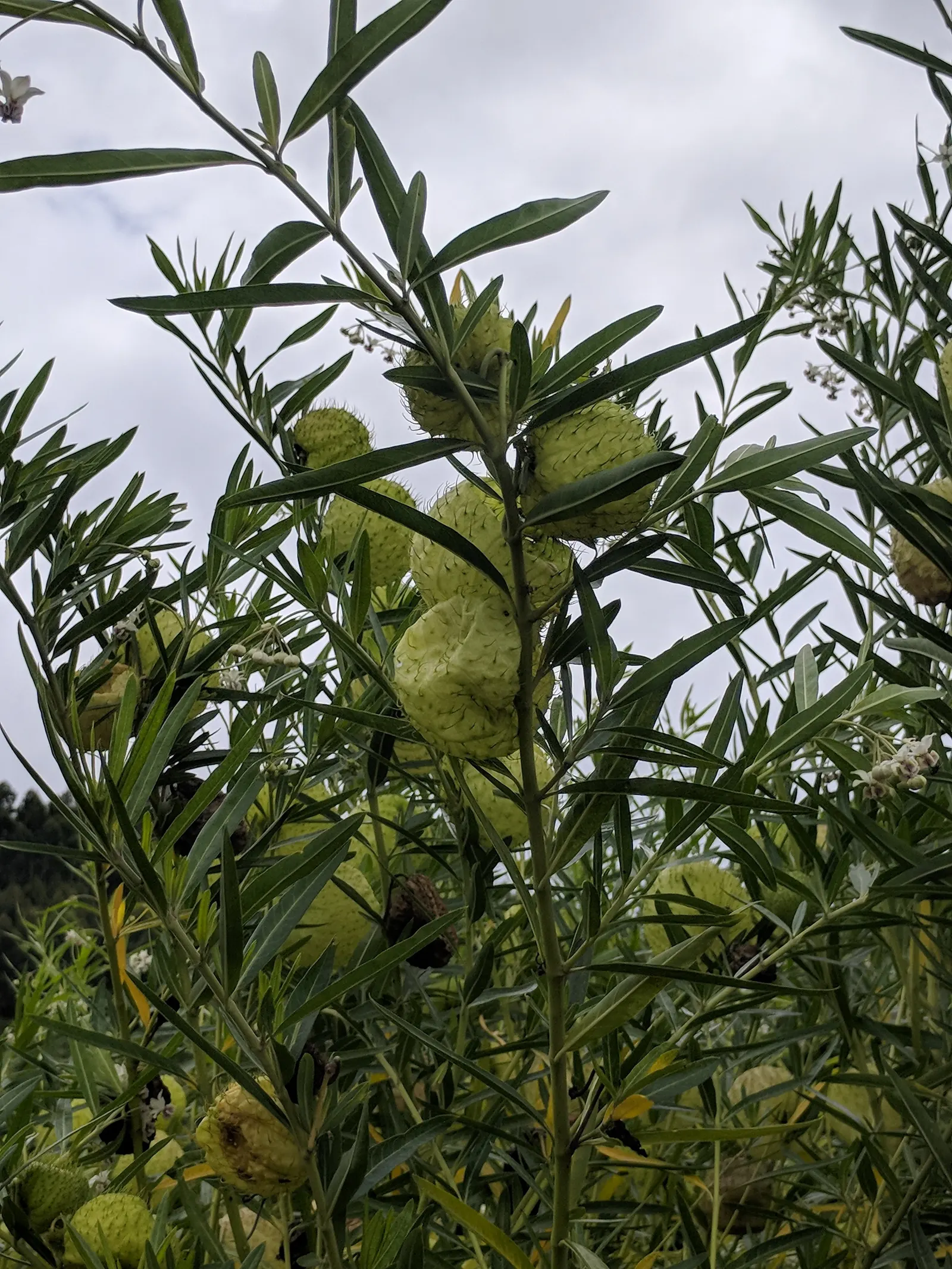 Balloon Milkweed (Gomphocarpus Physocarpus) — Prefers full sun to partial shade and well-drained soil