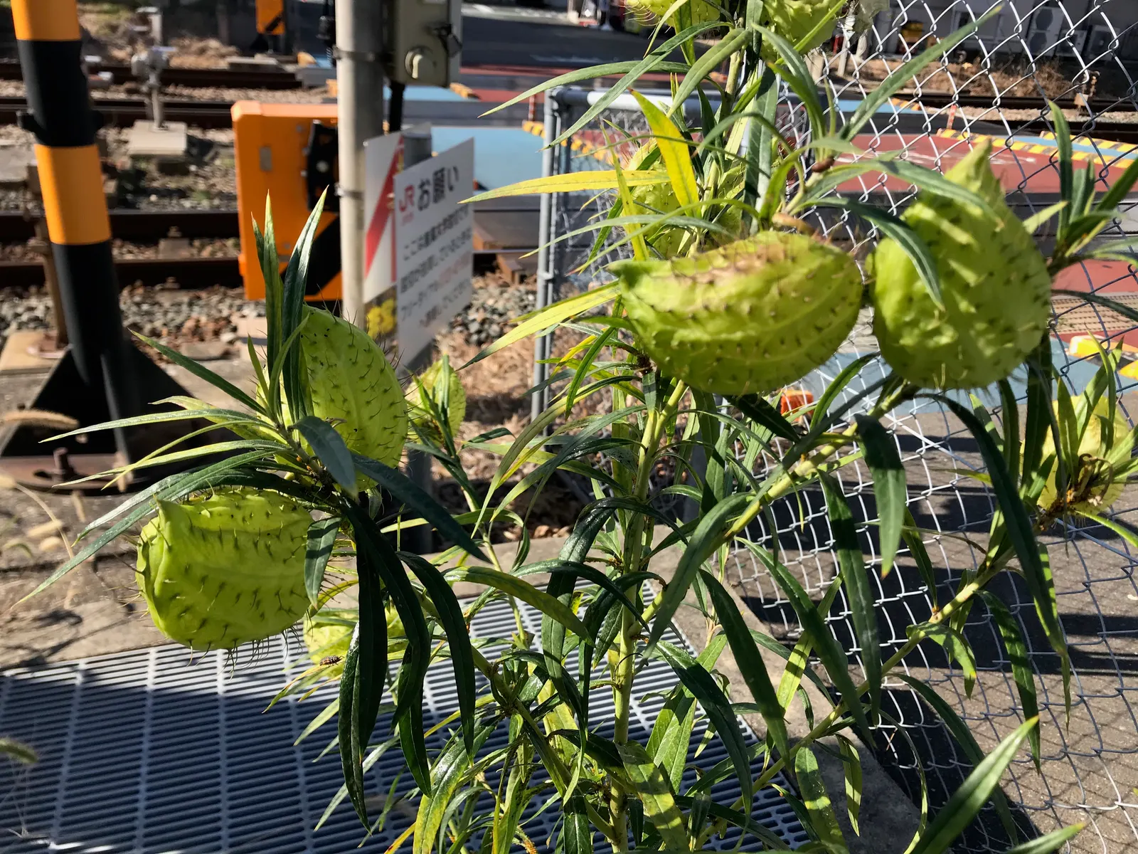 Balloon Milkweed (Gomphocarpus Physocarpus) — making it suitable for xeriscaping.<br><br>Keep in mind