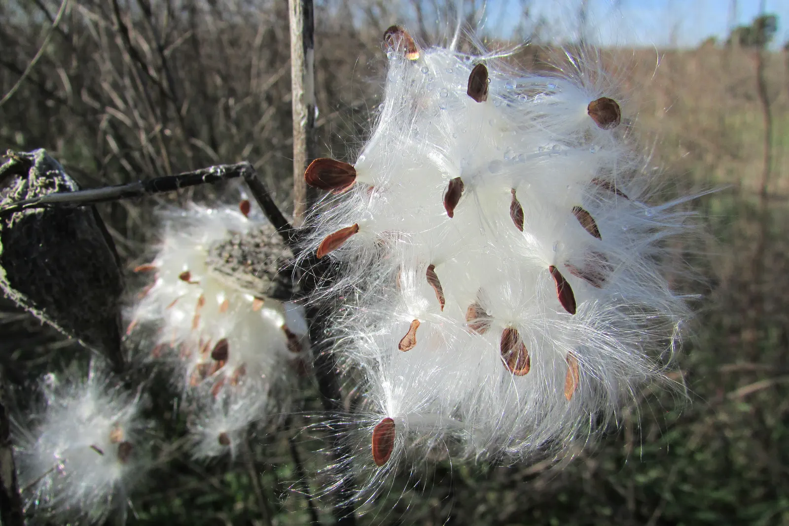 Balloon Milkweed (Gomphocarpus Physocarpus) — commonly known as Balloon Milkweed or Hairy Balls