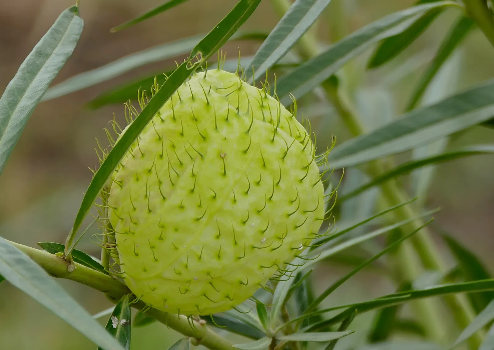 Balloon Milkweed (Gomphocarpus Physocarpus) — Known for its globular, spiny seed pods, about 3 in across, this plant offers unique texture, image 110