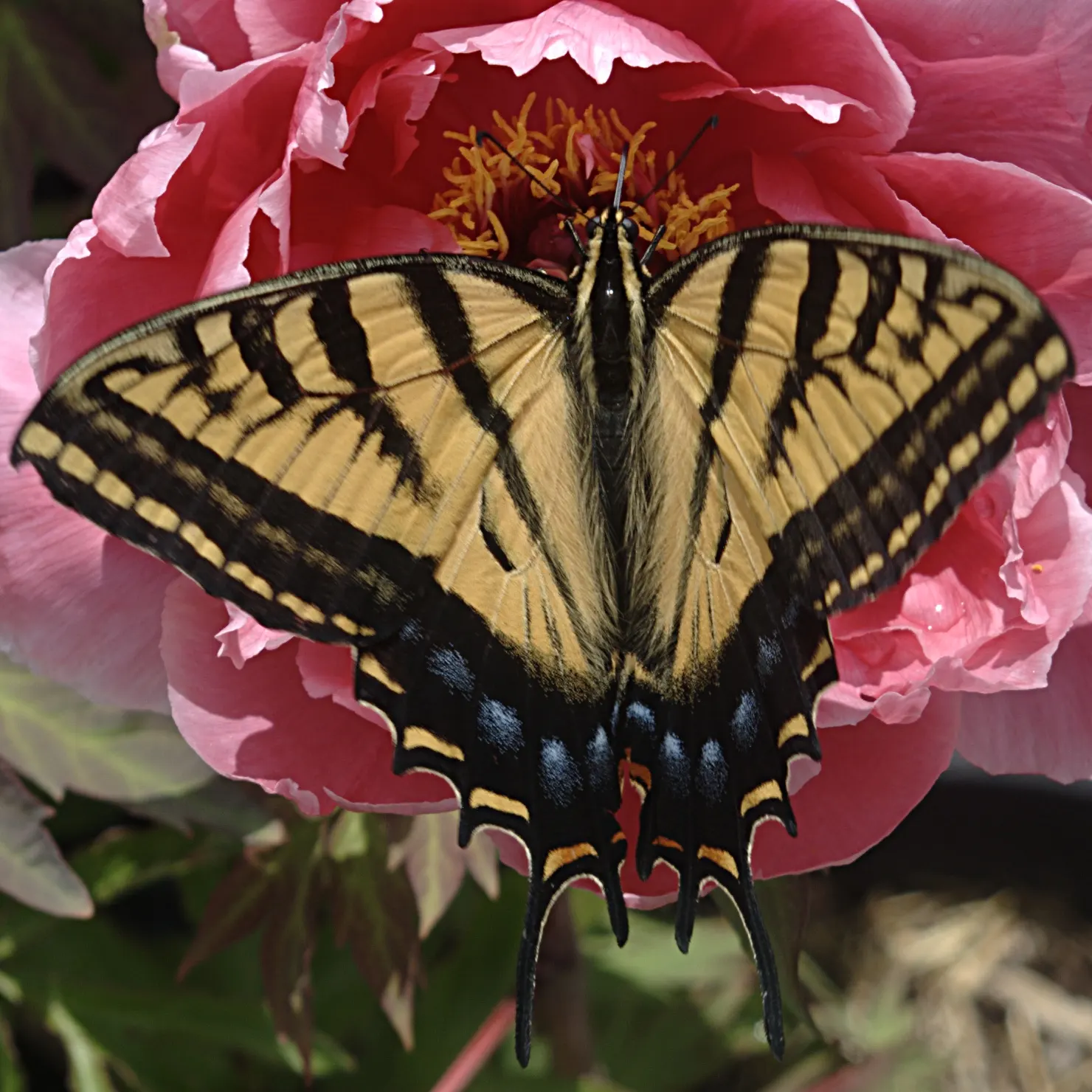 Balloon Milkweed (Gomphocarpus Physocarpus) — is a distinctive perennial plant well-suited for a vibrant and texturally interesting garden design, image 116
