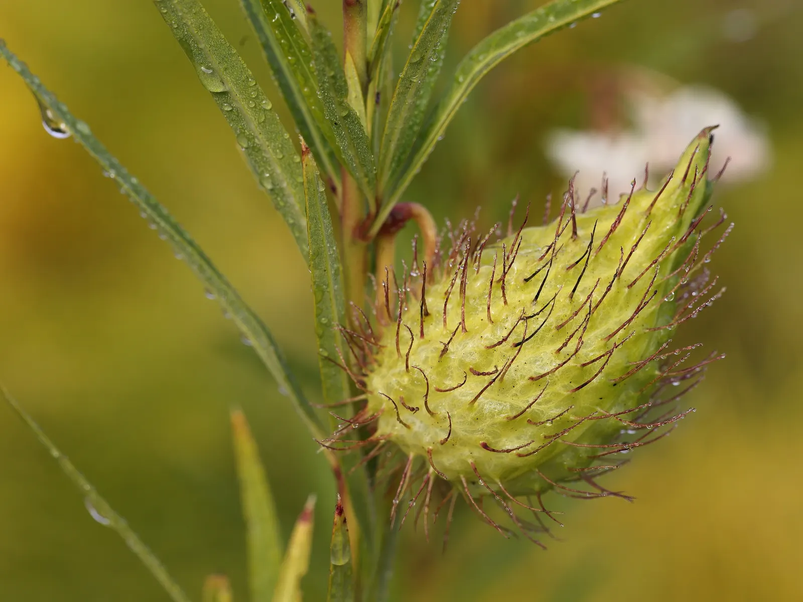 Balloon Milkweed (Gomphocarpus Physocarpus) — reaching sizes of approximately 2 to 3 inches in diameter.<br><br>Originating from Southeast Africa, image 65