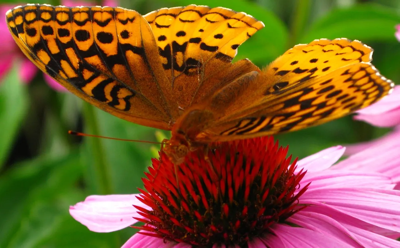 Balloon Milkweed (Gomphocarpus Physocarpus) — is a distinctive perennial plant well-suited for a vibrant and texturally interesting garden design, image 143