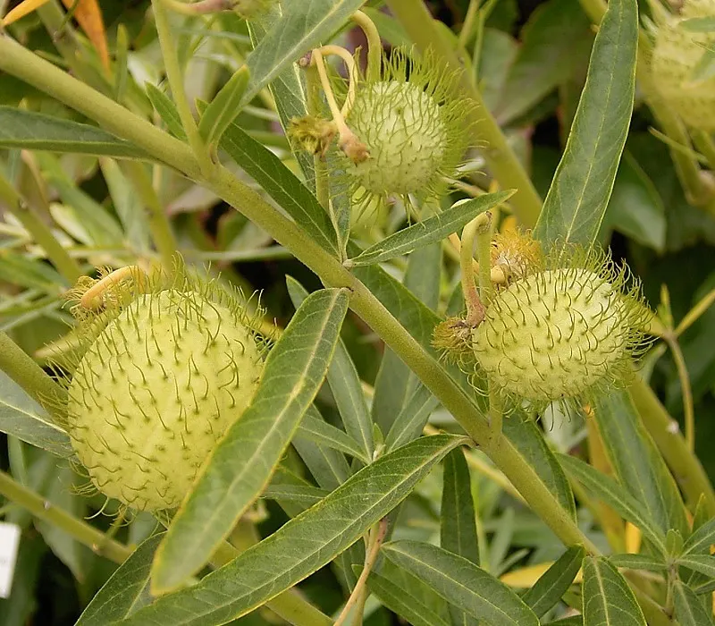 Balloon Milkweed (Gomphocarpus Physocarpus) — shrub for full; hardy in USDA zones 8 through 11, image 81