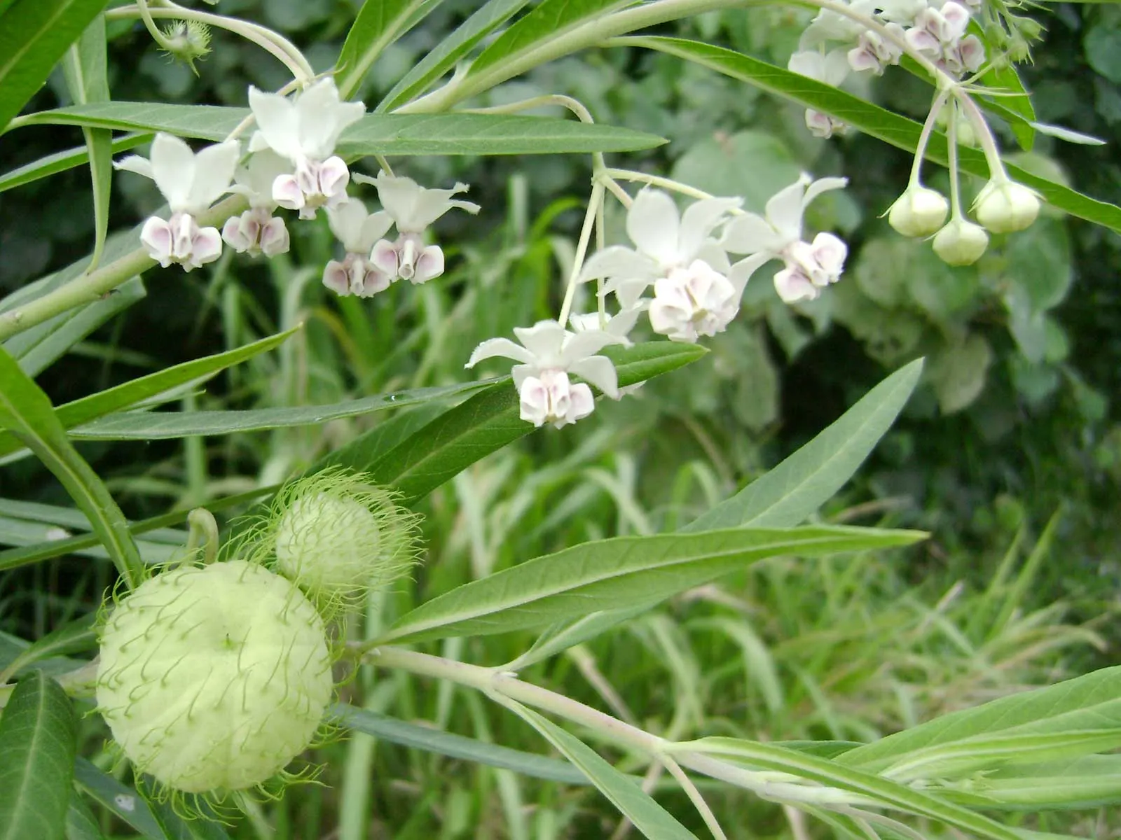 Balloon Milkweed (Gomphocarpus Physocarpus) — It thrives in full sun to partial shade and prefers well-drained soil; the sap contains toxic compounds; hence
