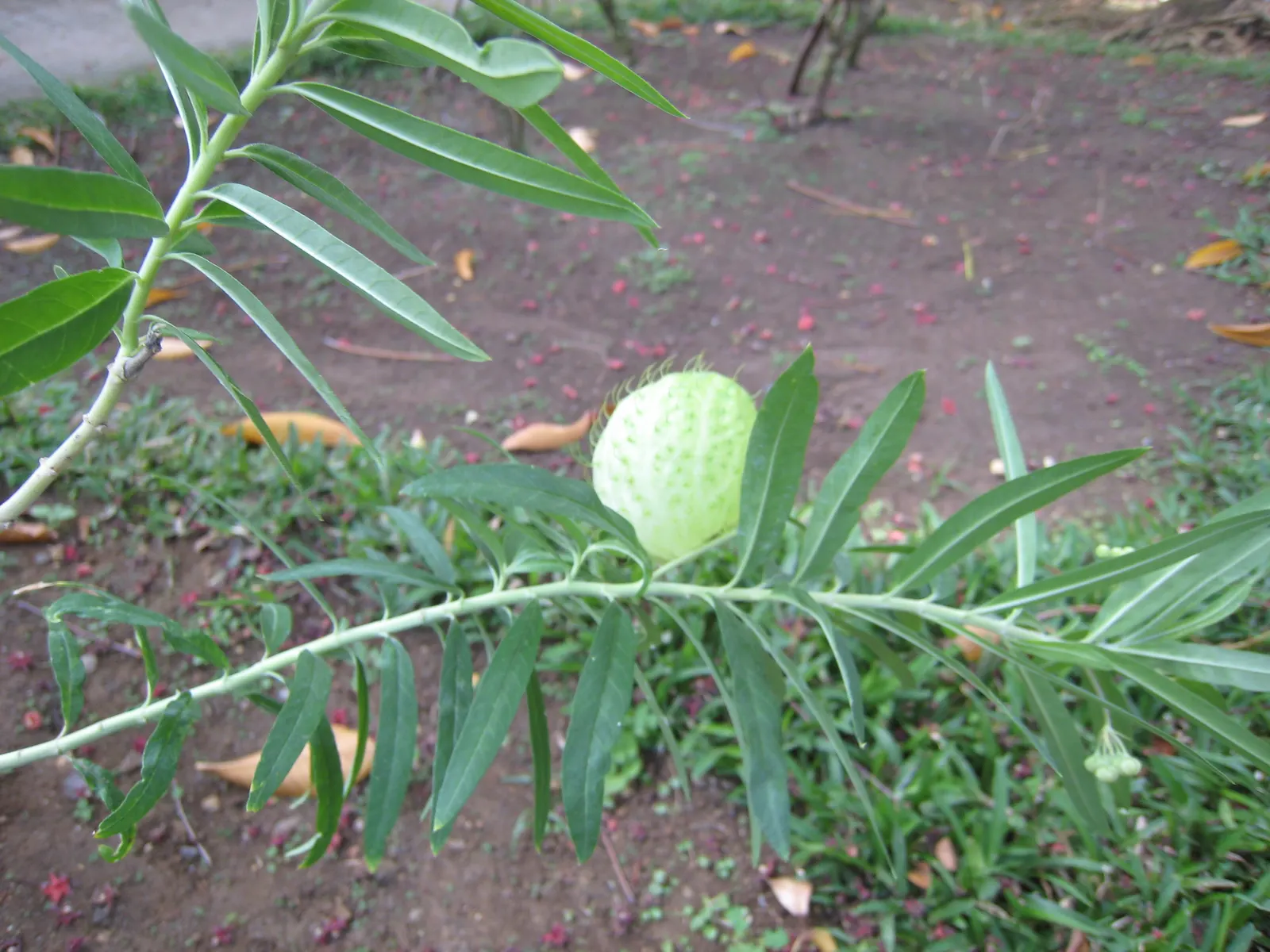 Balloon Milkweed (Gomphocarpus Physocarpus) — Use in backgrounds or as accent for wildlife-friendly designs; balloon Milkweed can grow to a height, image 60