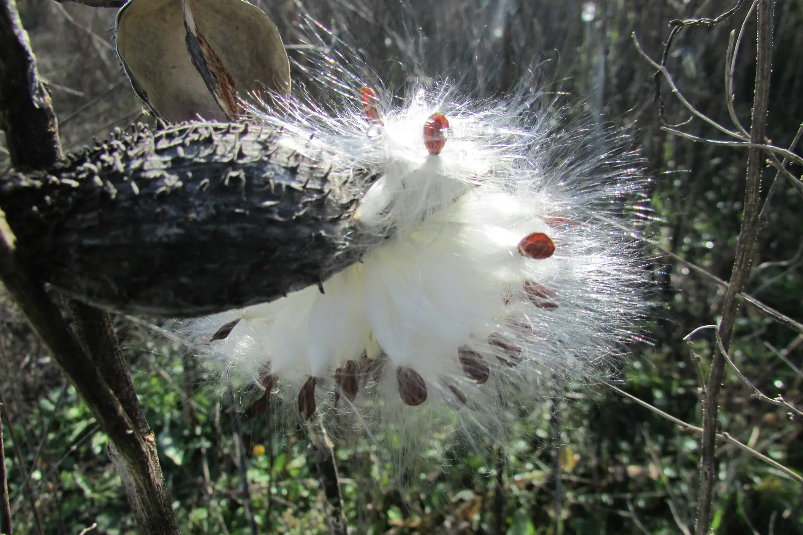 Balloon Milkweed (Gomphocarpus Physocarpus) — which are attractive to various pollinators; spanning up to 5 inches long, image 72