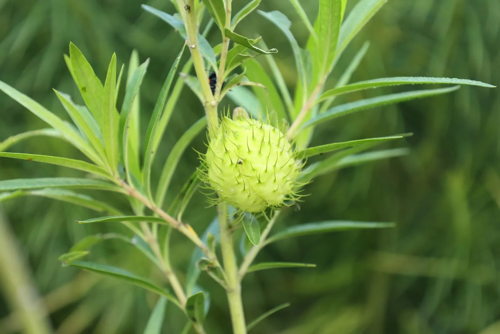 Balloon Milkweed (Gomphocarpus Physocarpus) — making it suitable for xeriscaping.<br><br>Keep in mind; this species is visually striking due to its, image 75