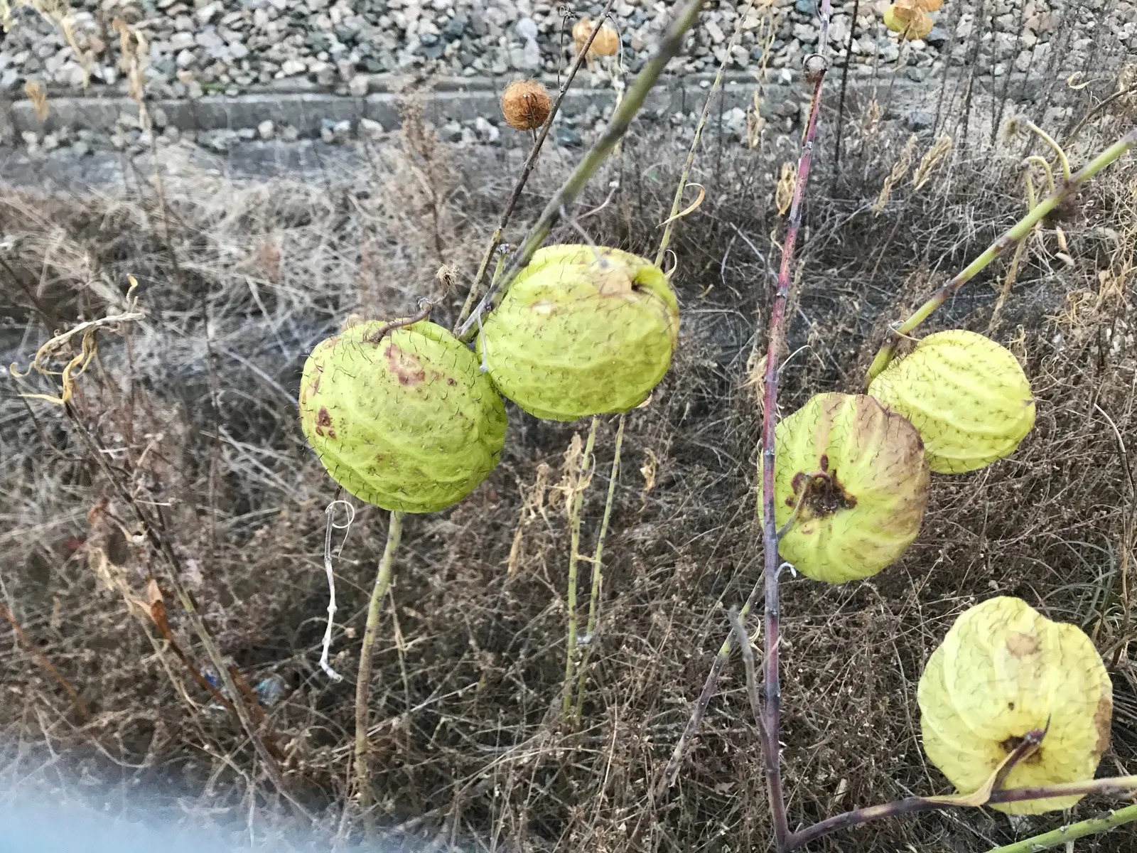 Balloon Milkweed (Gomphocarpus Physocarpus) — creating an upright and bushy form; commonly known as Balloon Milkweed or Hairy Balls, image 67