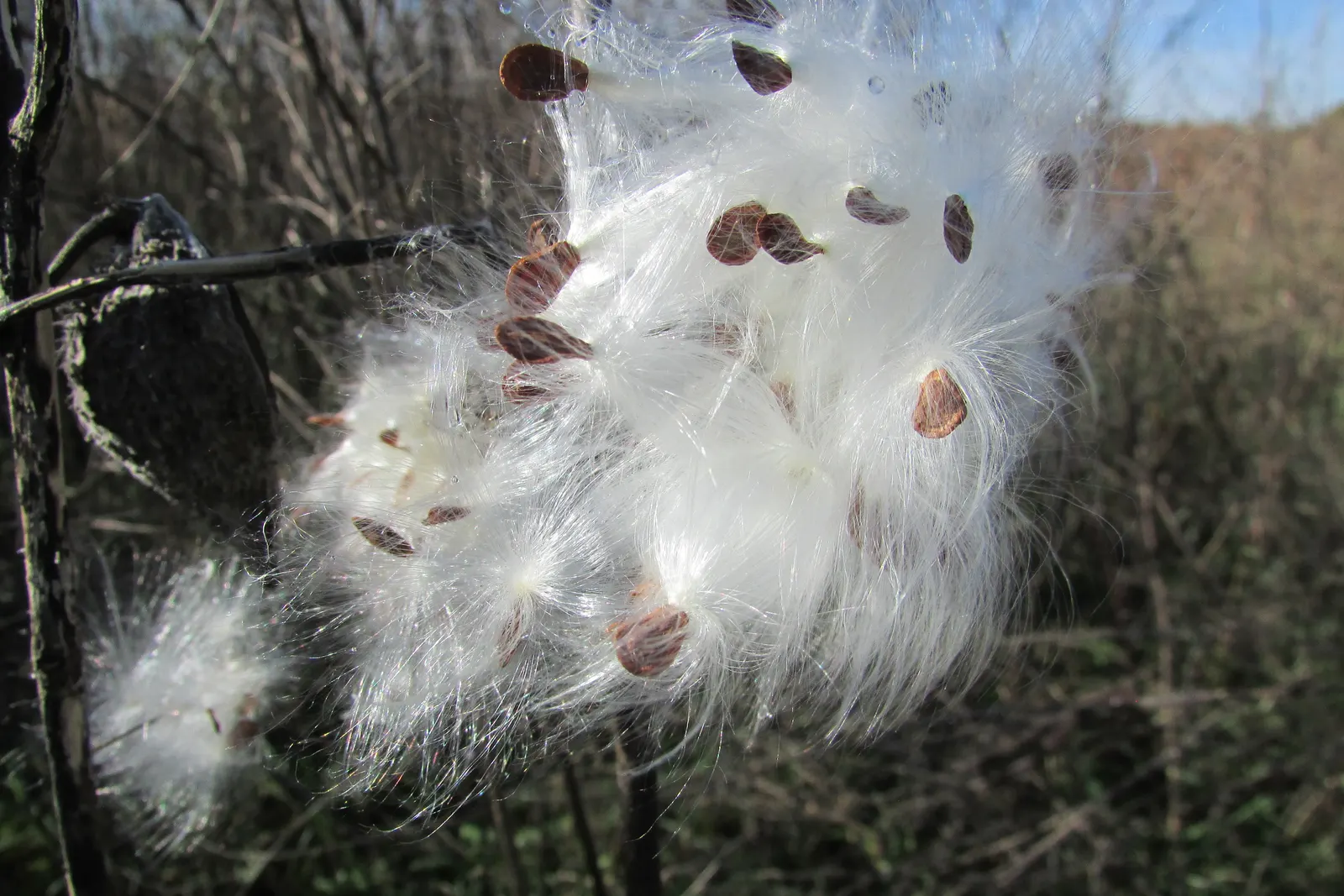 Balloon Milkweed (Gomphocarpus Physocarpus) — which are attractive to various pollinators; spanning up to 5 inches long, image 99