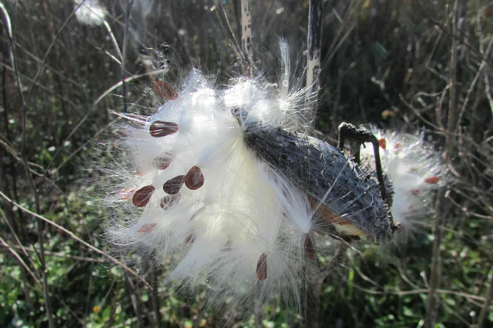 Balloon Milkweed (Gomphocarpus Physocarpus) — Its leaves are narrow and lance-shaped